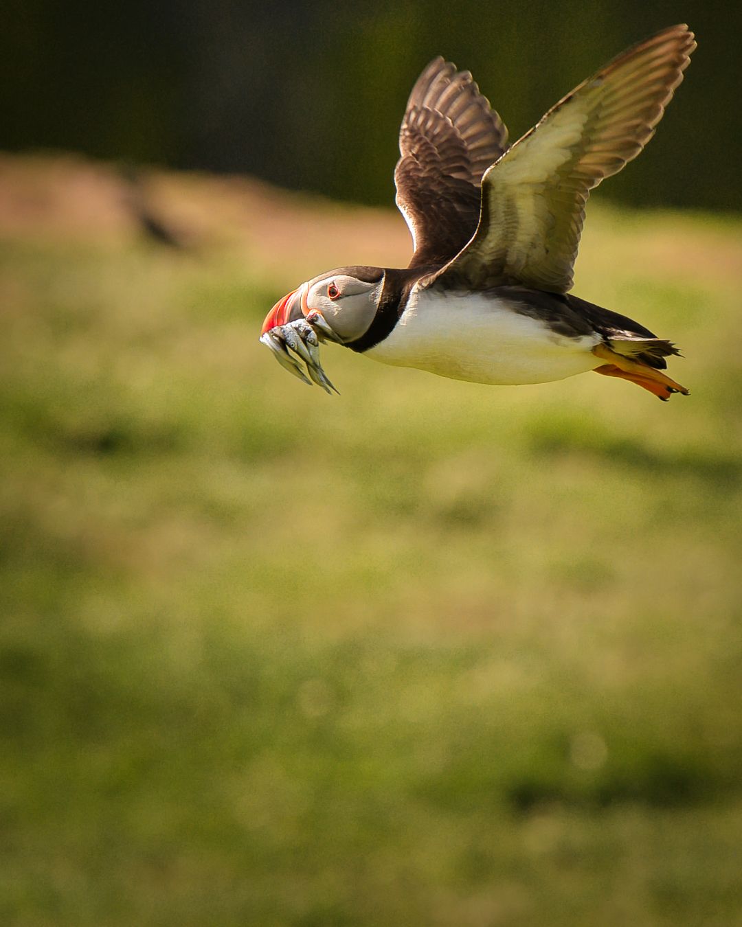 Atlantic Puffin in flight over Skomer Island with its wings fully extended against a coastal backdrop in Wales. Wild Atlantic Puffin photo