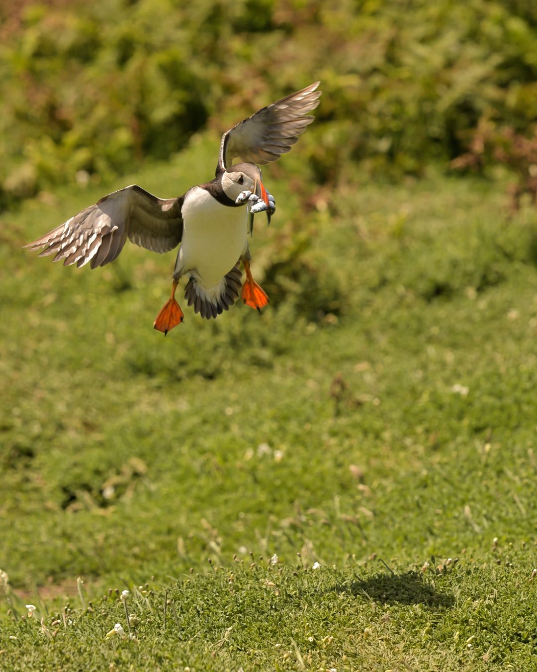 Atlantic Puffin perched on grassy coastal cliffs overlooking the sea on Skomer Island, Pembrokeshire.