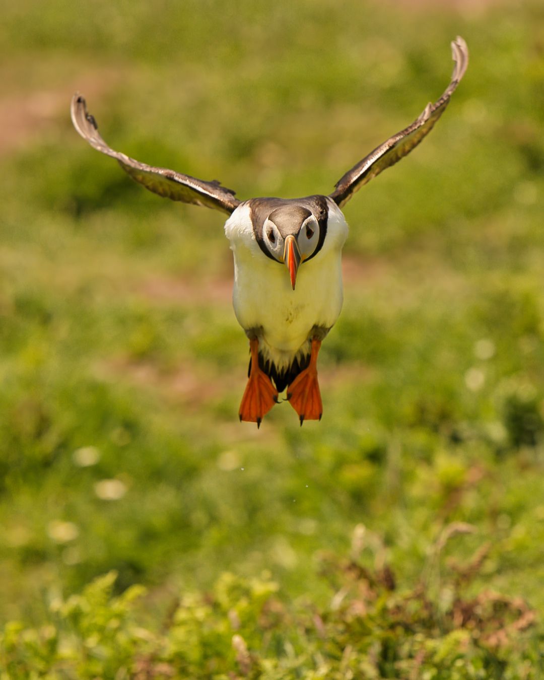 Wild Atlantic Puffin photo