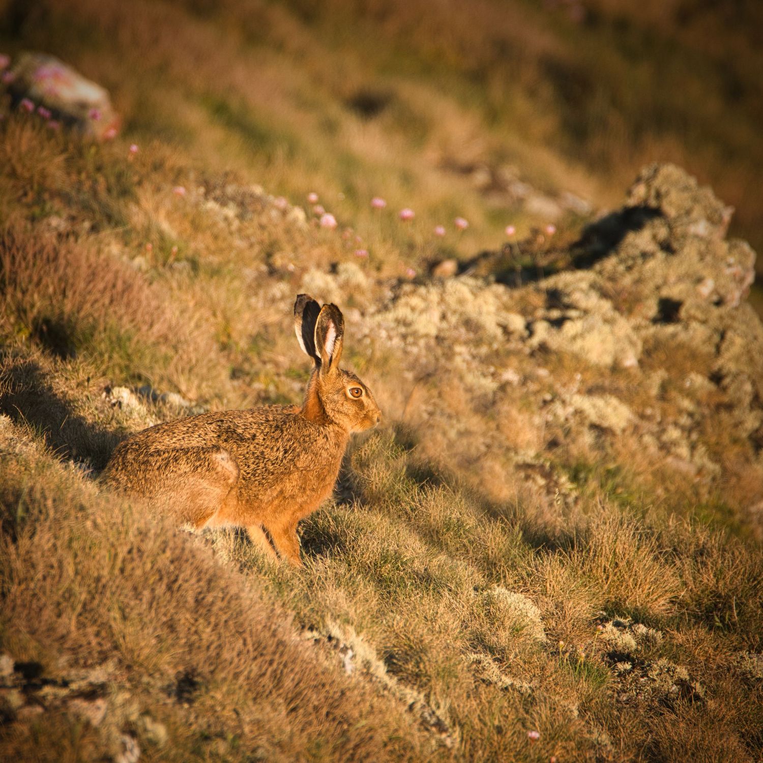 Photo of a Hare Secret