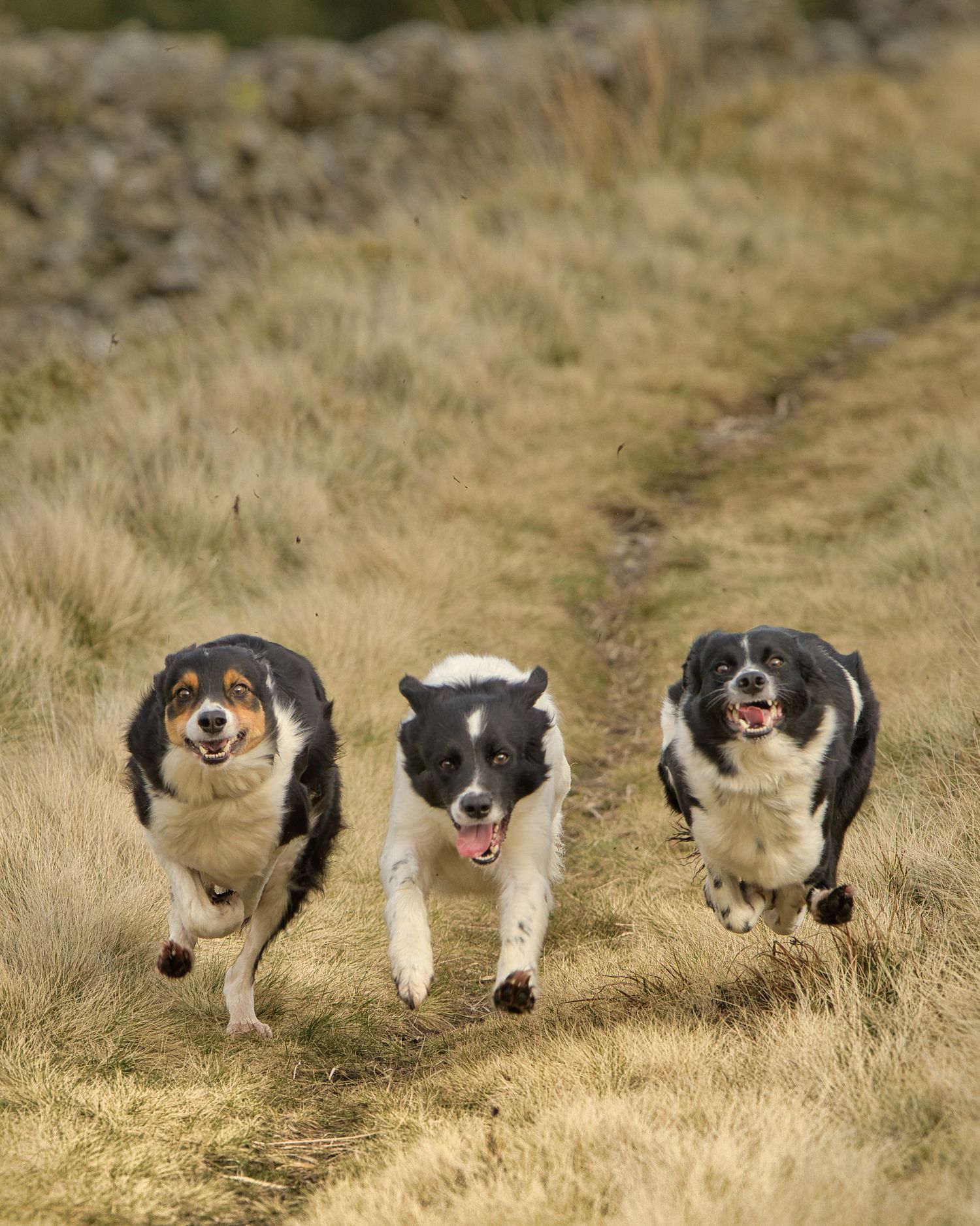 3 racing dogs model ellio snowdonia / eryri. Collie dogs with funny faces