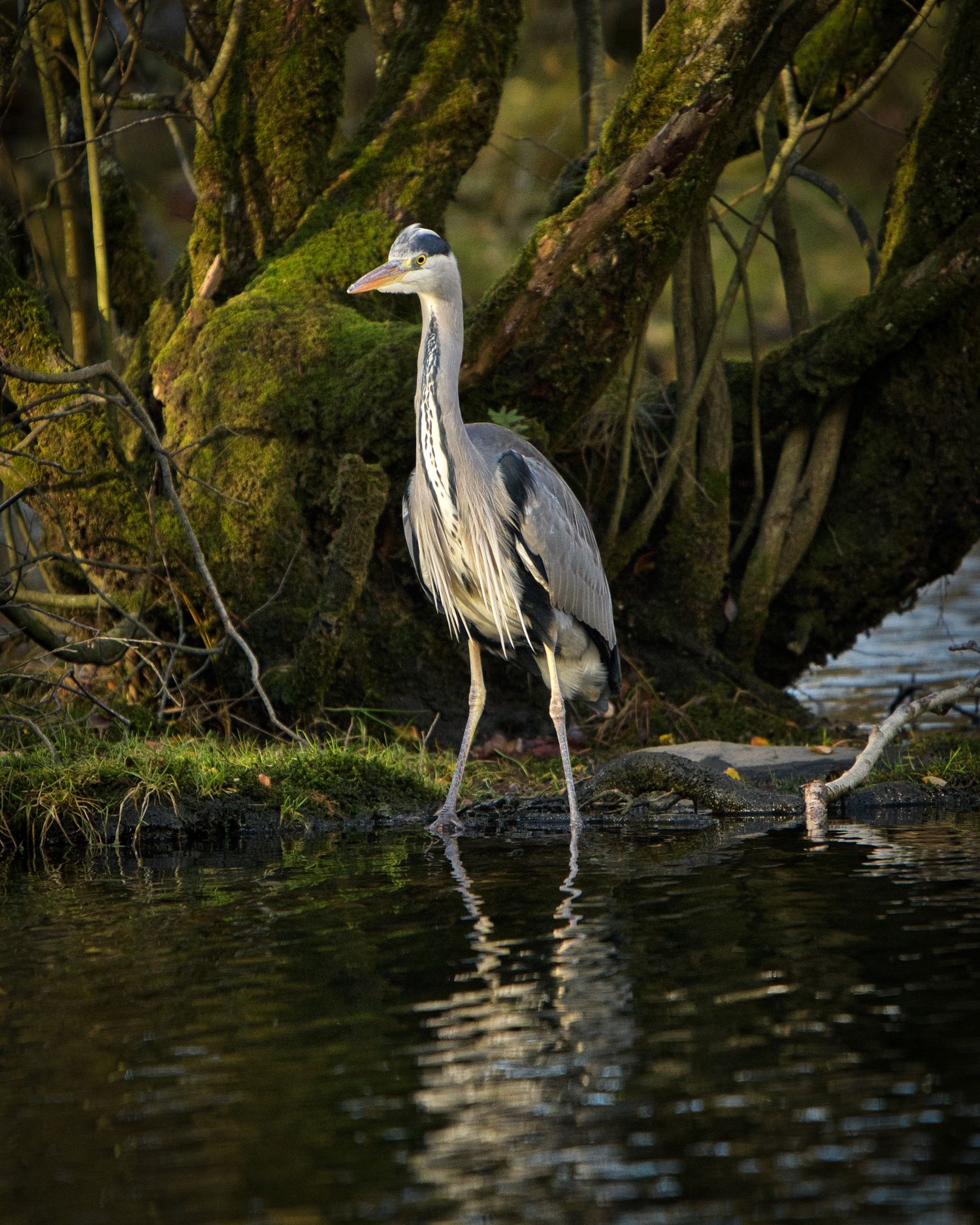 Snowdonia in North Wales showing mountainous terrain, hiking landscapes, and dramatic natural scenery in Eryri National Park and a Heron