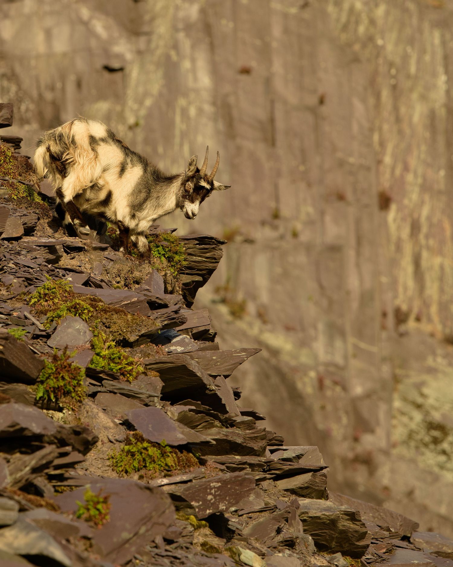 Goats of Dinorwic