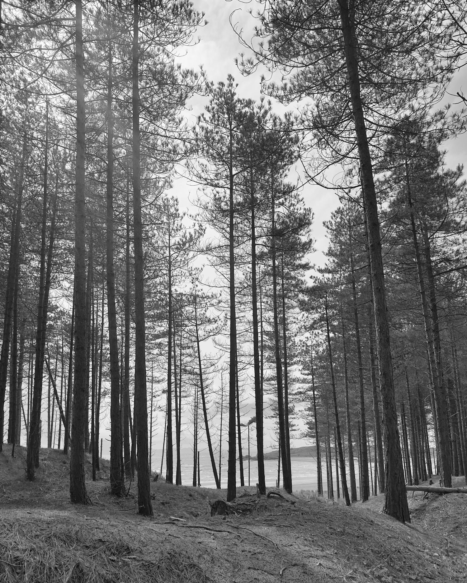 Tall trees in Newborough