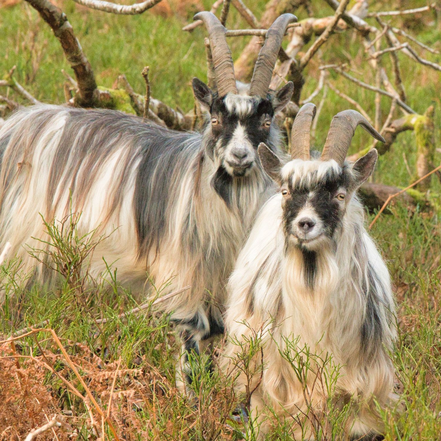 Snowdonia National Park in North Wales featuring rugged mountains, dramatic valleys, and goats.  Lots of Goats :-)