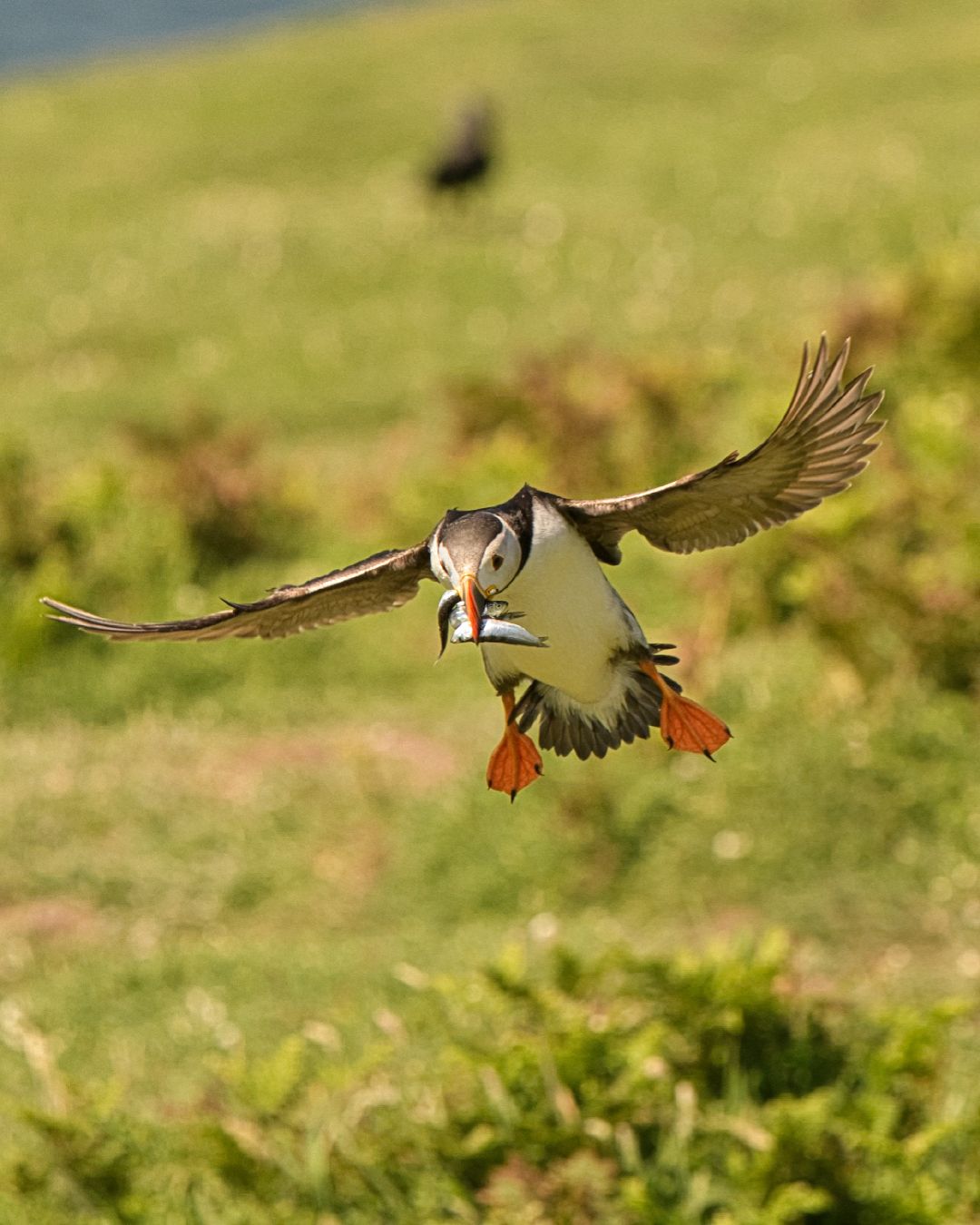 Wild Atlantic Puffin photographed at close range on Skomer Island, one of the UK’s largest puffin colonies in Wales.