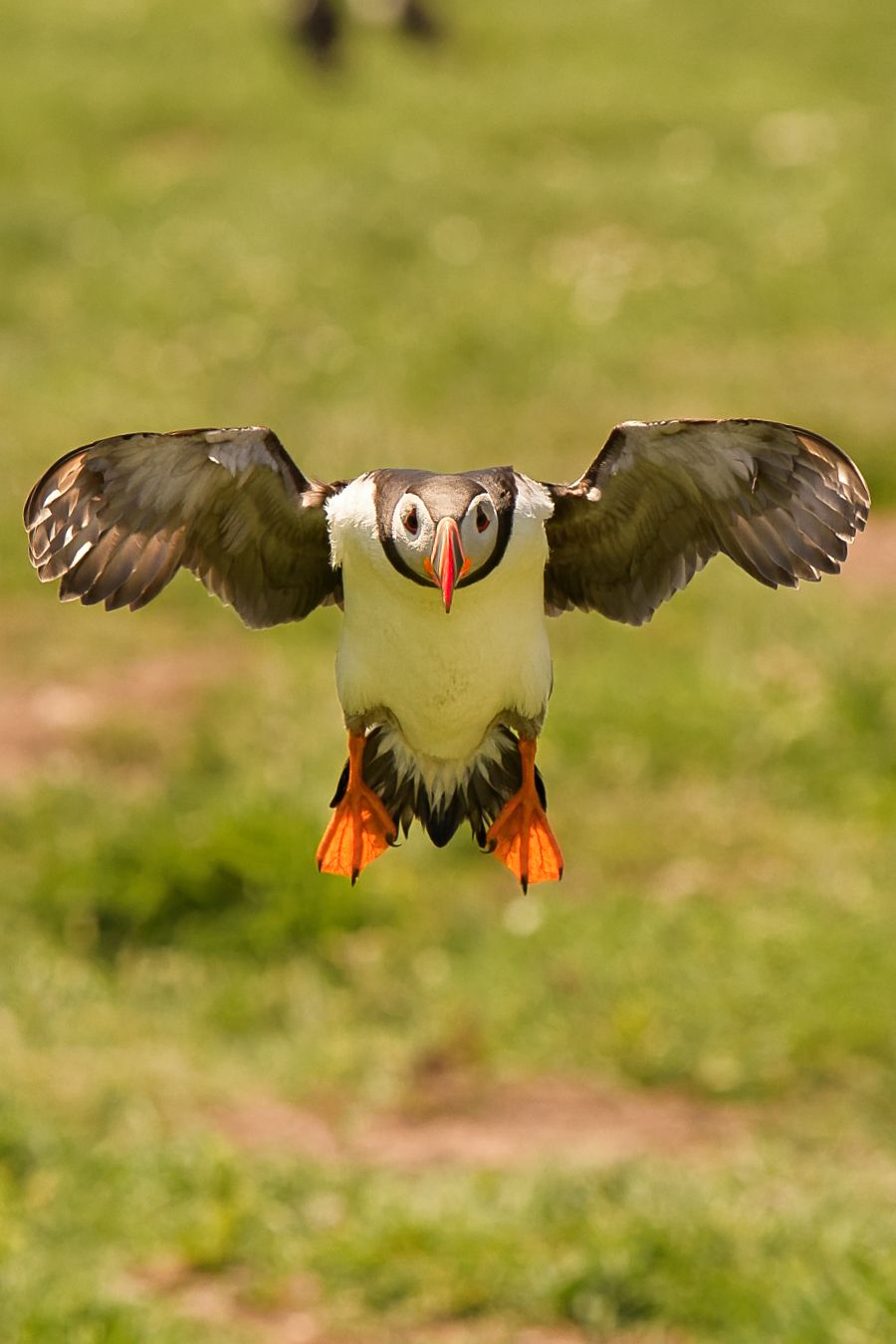 Wild Atlantic Puffin photo