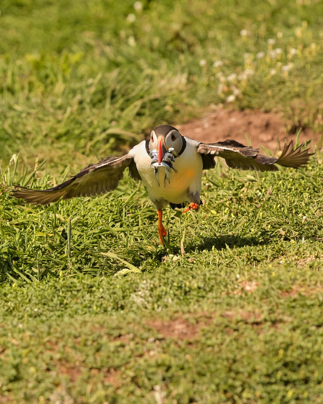 Wild Atlantic Puffin photographed at close range on Skomer Island, one of  UK’s largest puffin colonies in Wale Wild Atlantic Puffin photo