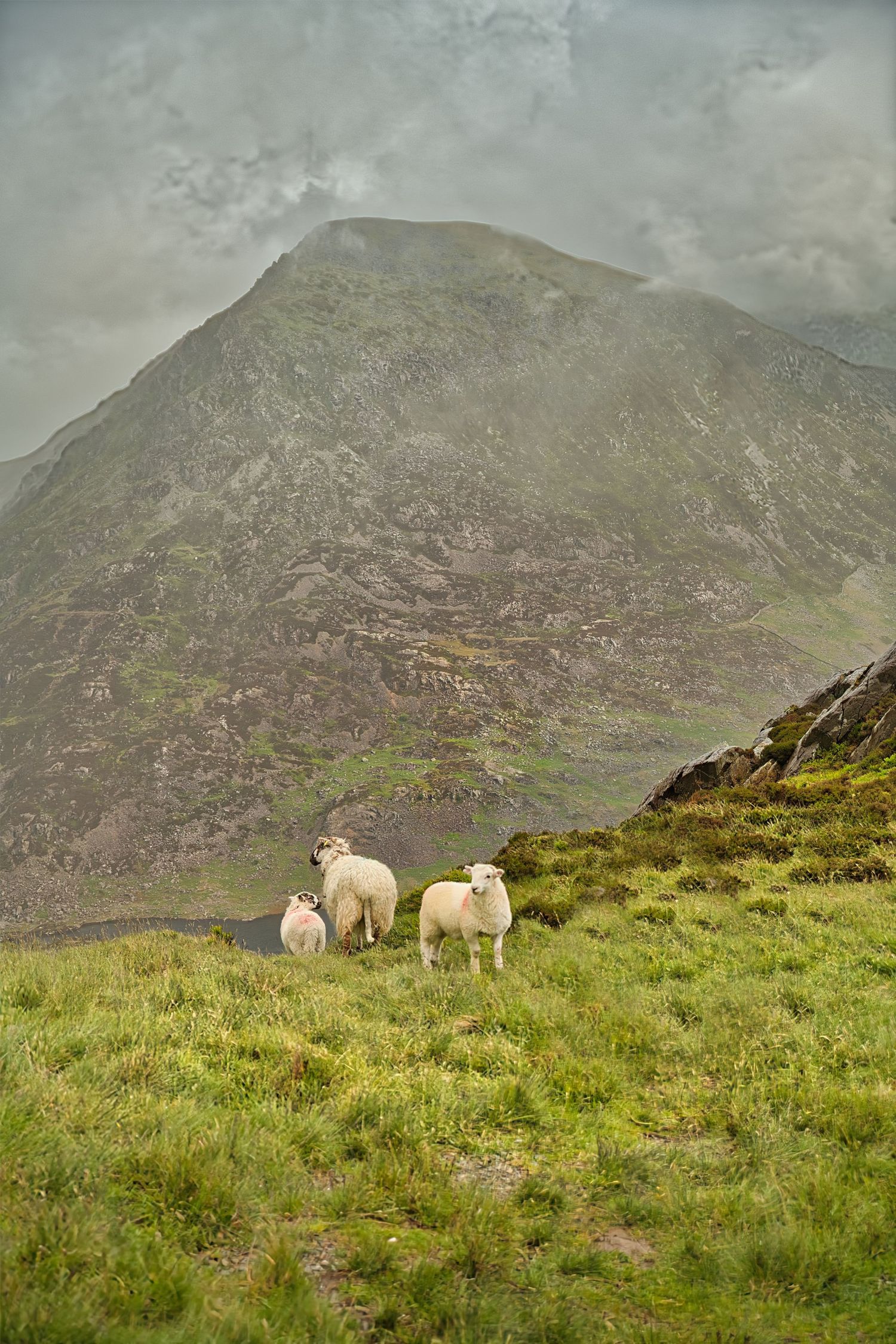 Whilst taking photos of the Welsh 1000 m these were the most beautiful things I saw all day happiness personified