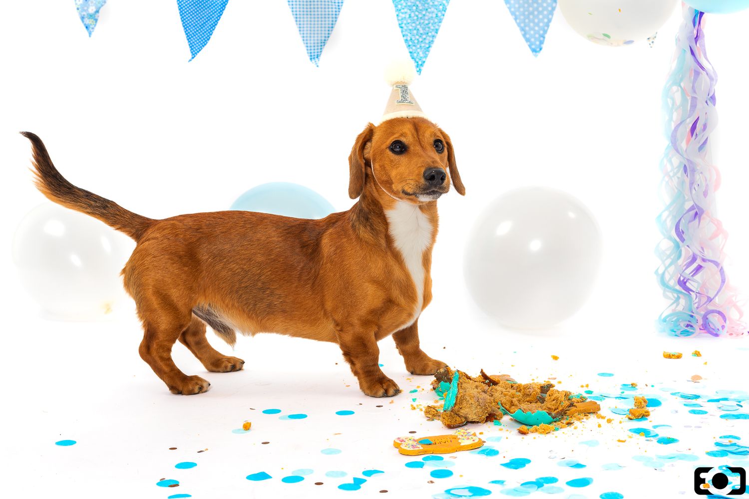 A dachshund dog wearing a party hat stands next to a smashed birthday cake with confetti and balloons.