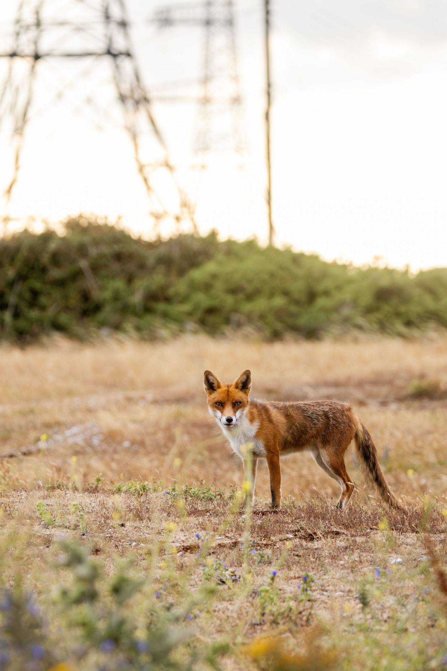 A red fox stands alert in a dry grassy field with green shrubs and an electricity pylon in the background at sunset.