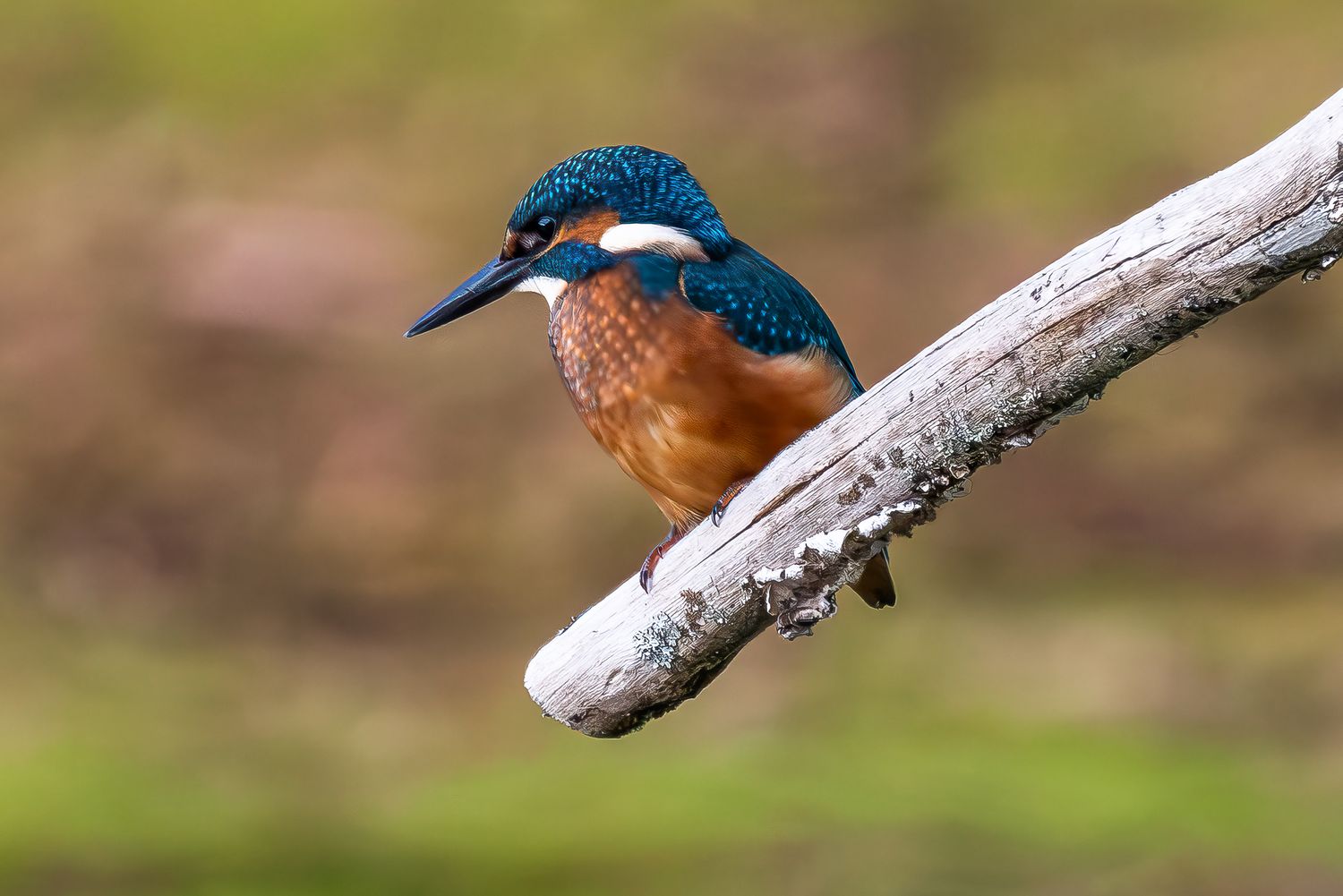 A vibrant kingfisher bird with blue and orange plumage perched on a weathered branch against a soft green background.