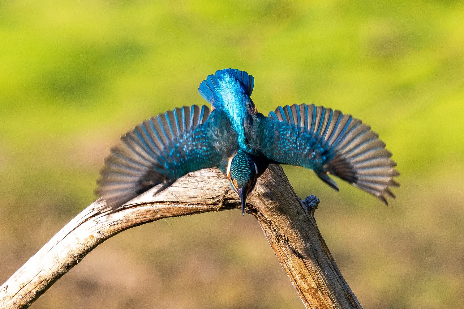 Vibrant blue kingfisher bird spreading its wings on a forked branch against a lush green background.