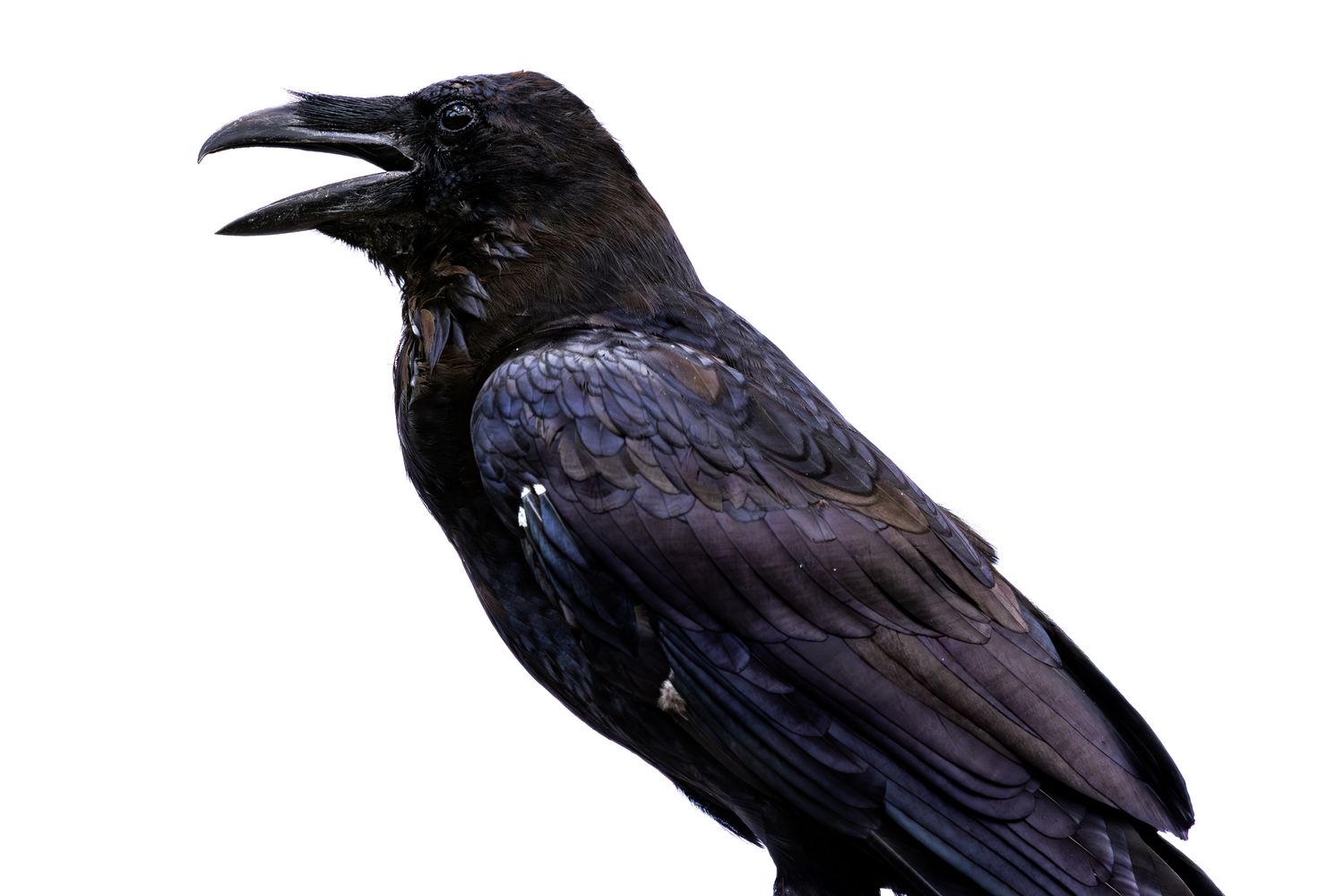 A large black raven with glossy feathers perched and calling out, isolated on a white background.