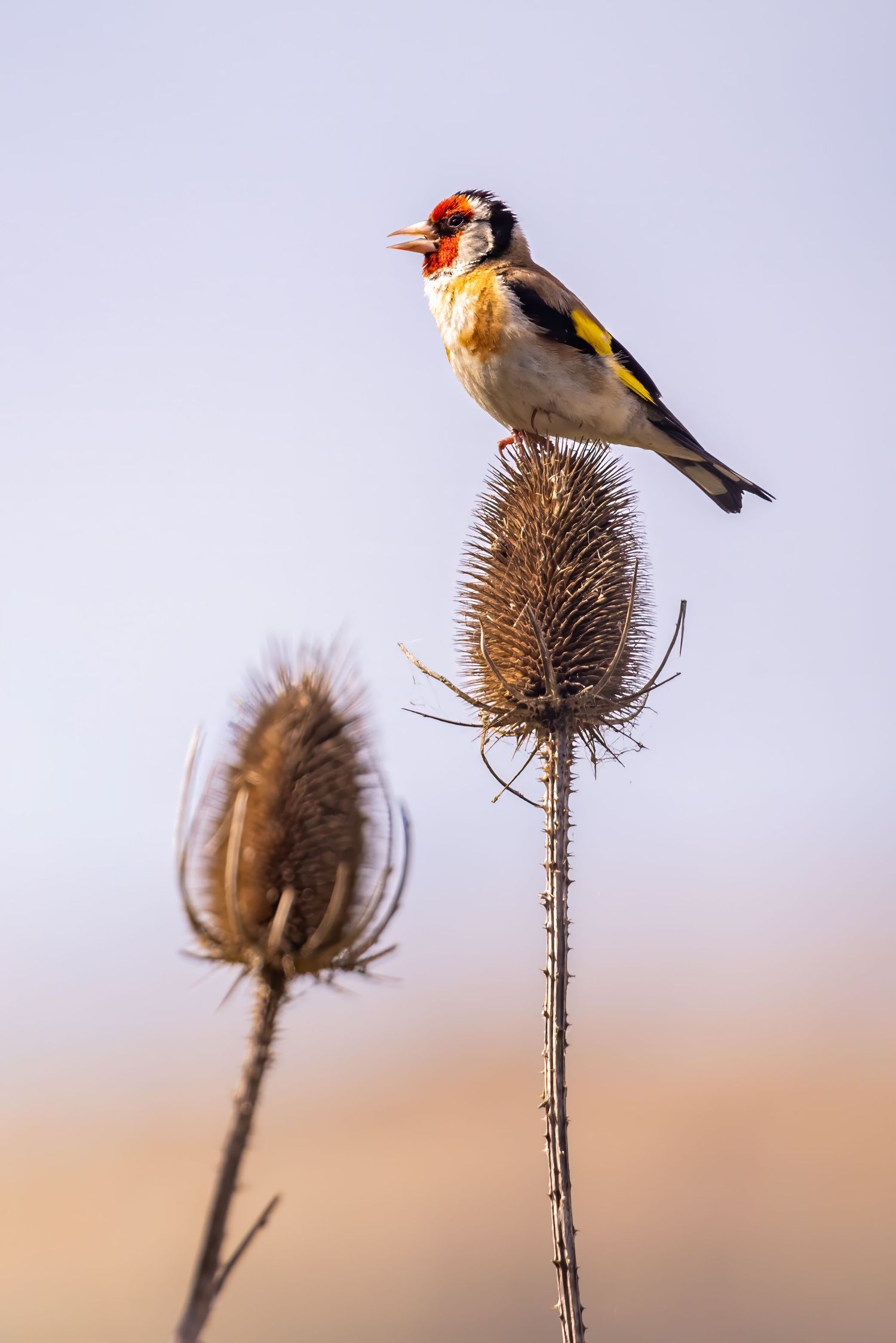 A colorful European goldfinch perched atop a dried teasel plant against a soft pastel sky.