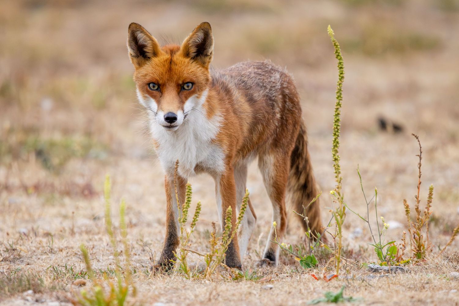 A wild red fox stands alert in a dry, sparse field, gazing directly at the camera with bright eyes.