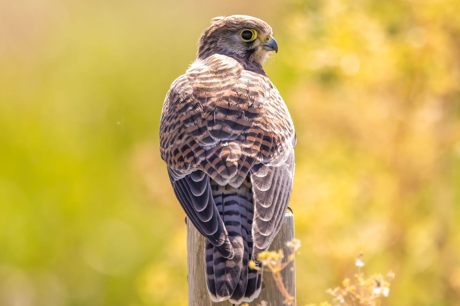 A brown and white falcon perched on a wooden post with a blurred green background.