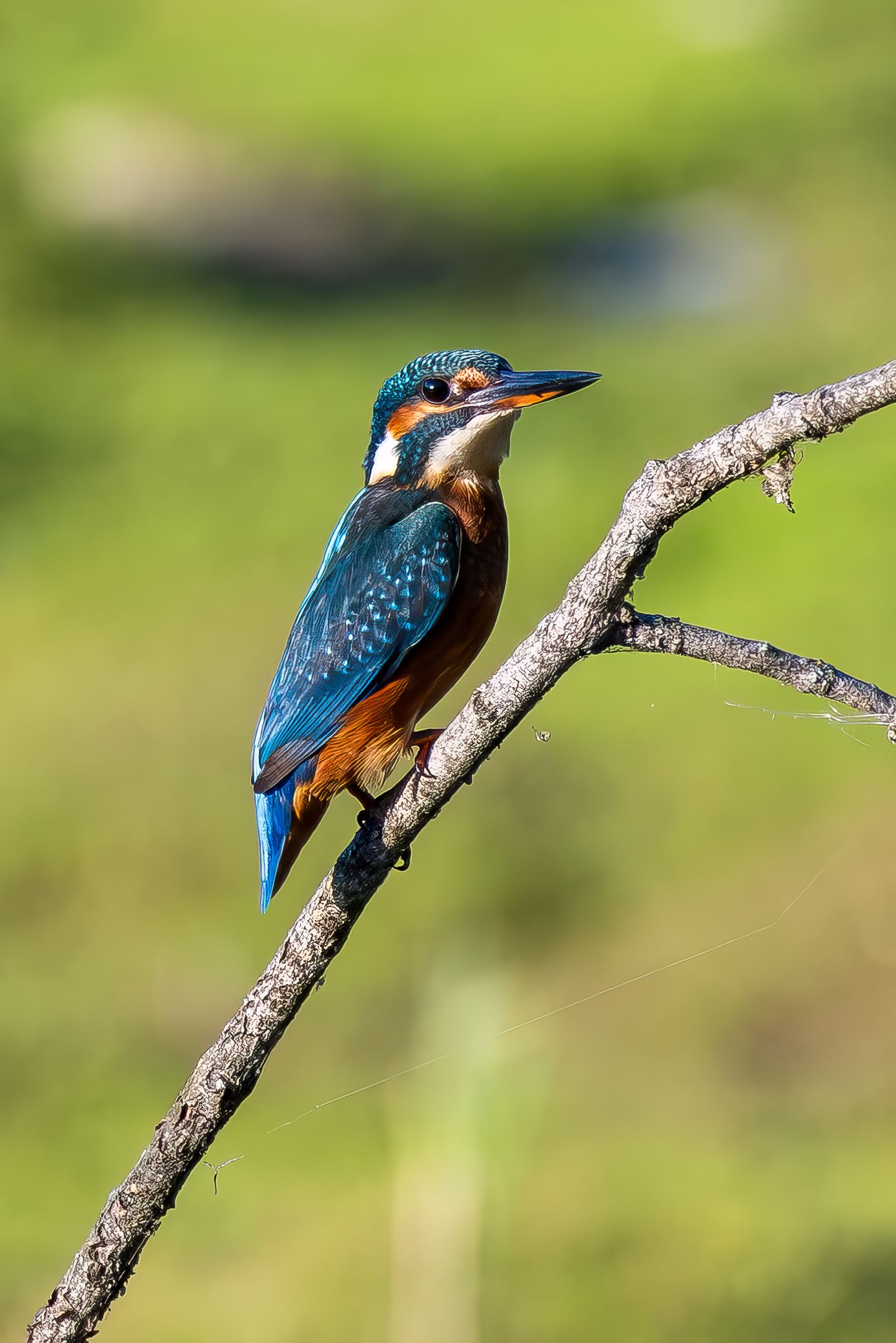 A vibrant kingfisher with blue and orange plumage perches on a bare branch against a soft green background.