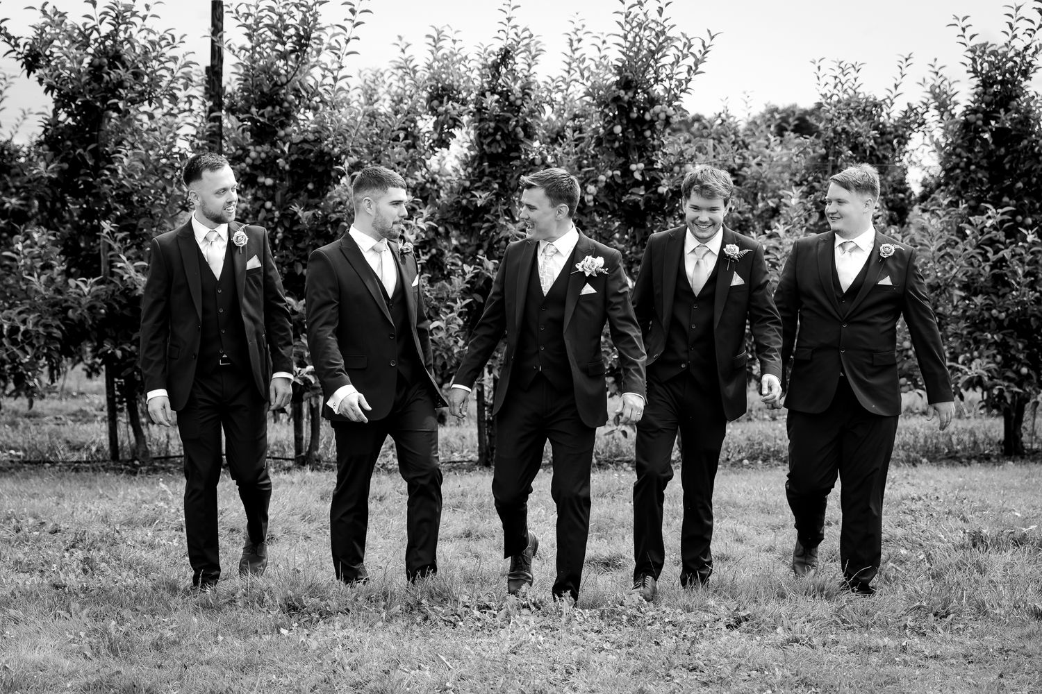 Groom and groomsmen in matching dark suits walk together through an apple orchard in black and white.