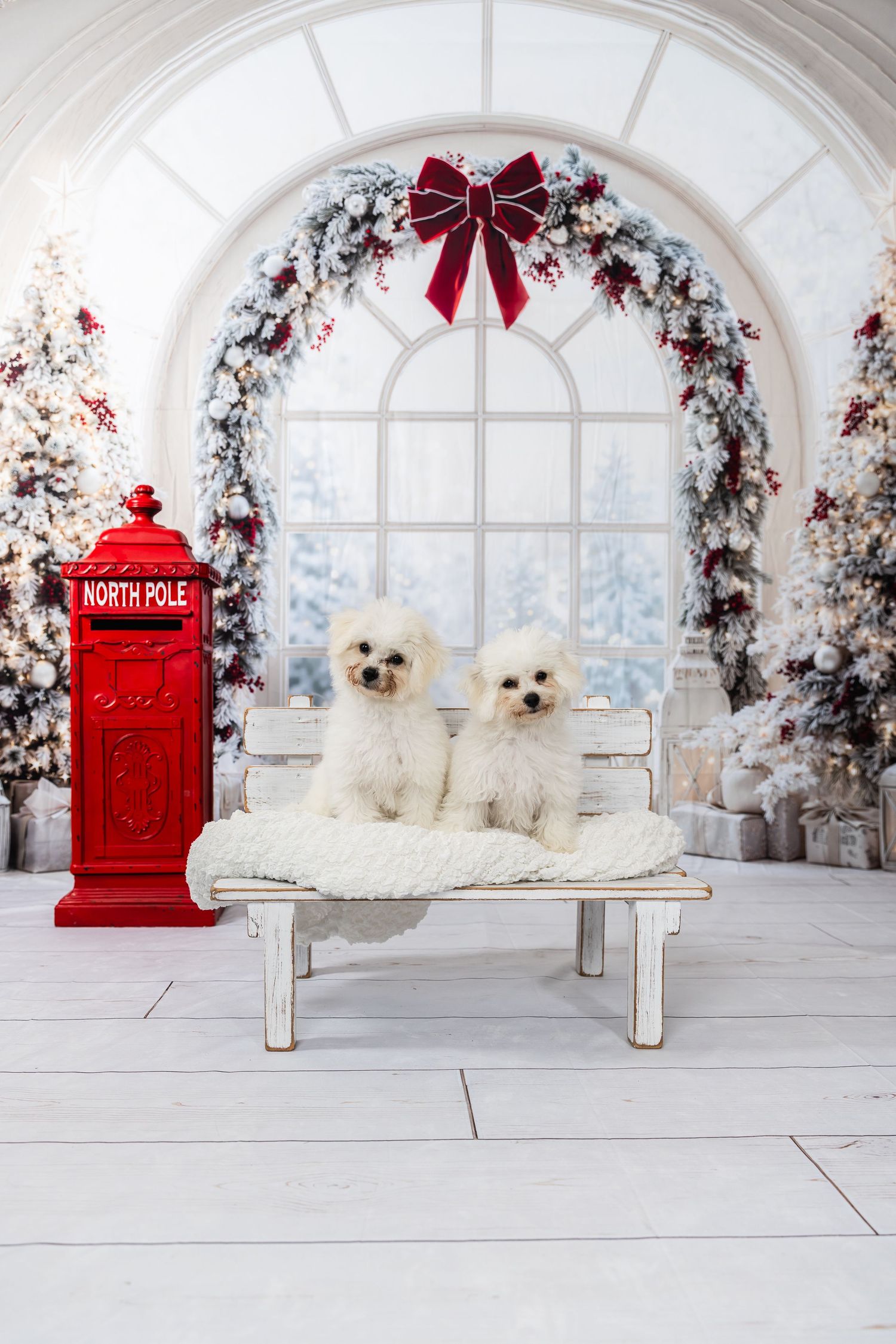 Two fluffy white Bichon Frise dogs sit on a bench in a festive Christmas scene with North Pole mailbox.