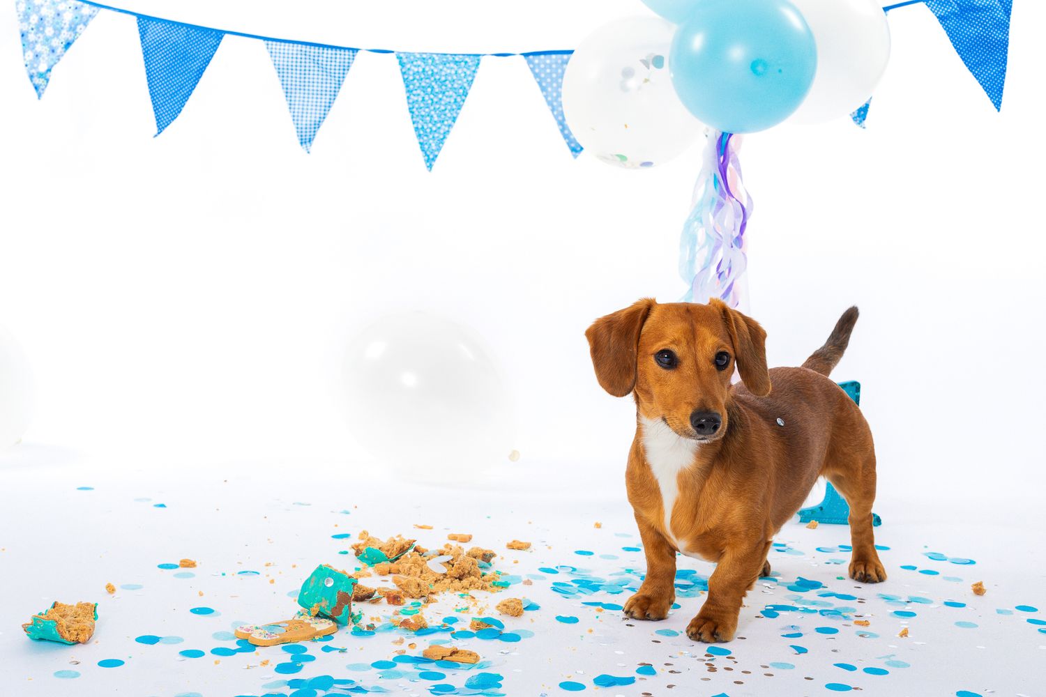 A dachshund dog stands among smashed birthday cake and colorful confetti, wearing balloons at a party celebration.
