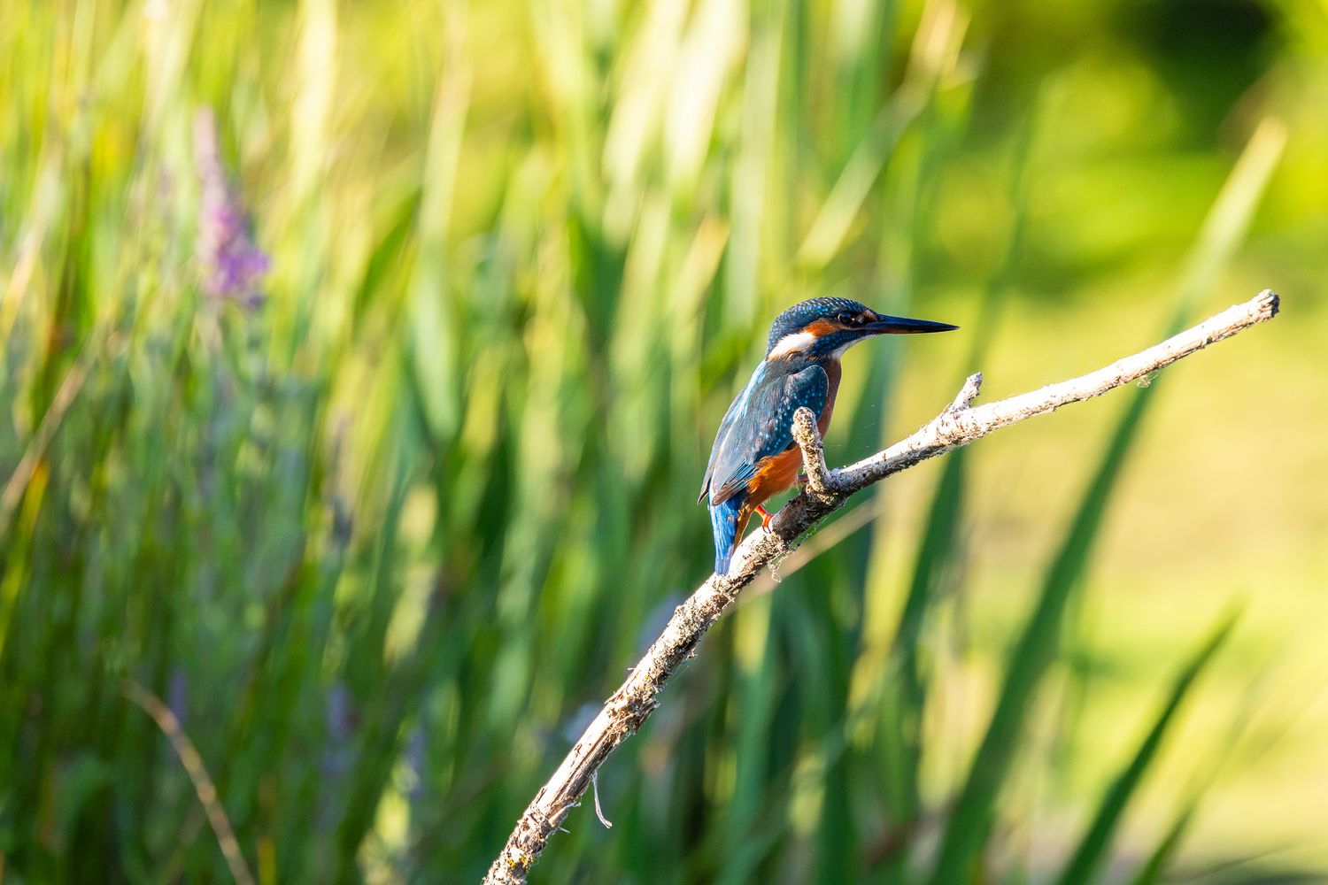 A vibrant kingfisher bird perched on a branch near lush green reeds in natural habitat.