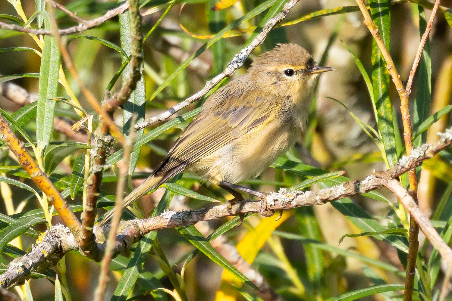 A small yellow-green warbler perched on a branch among dense green foliage in natural habitat.