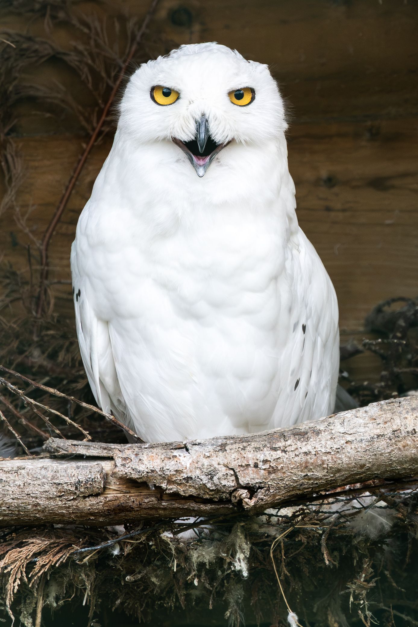 A white snowy owl with bright yellow eyes perched on a branch, facing forward with its beak open.