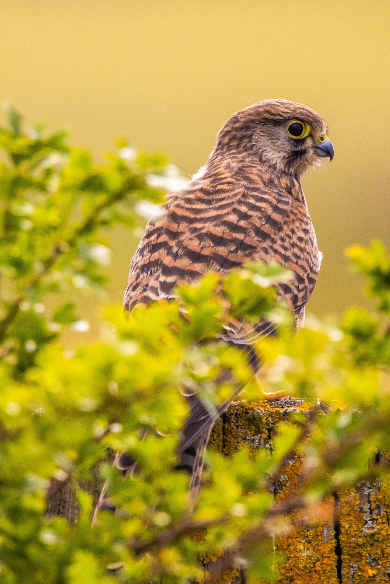 A kestrel perched on a mossy stone wall surrounded by lush green foliage against a warm golden background.