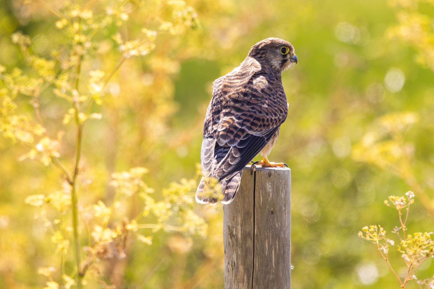A hawk perched on a wooden fence post surrounded by vibrant yellow-green wildflowers in a sunny meadow.