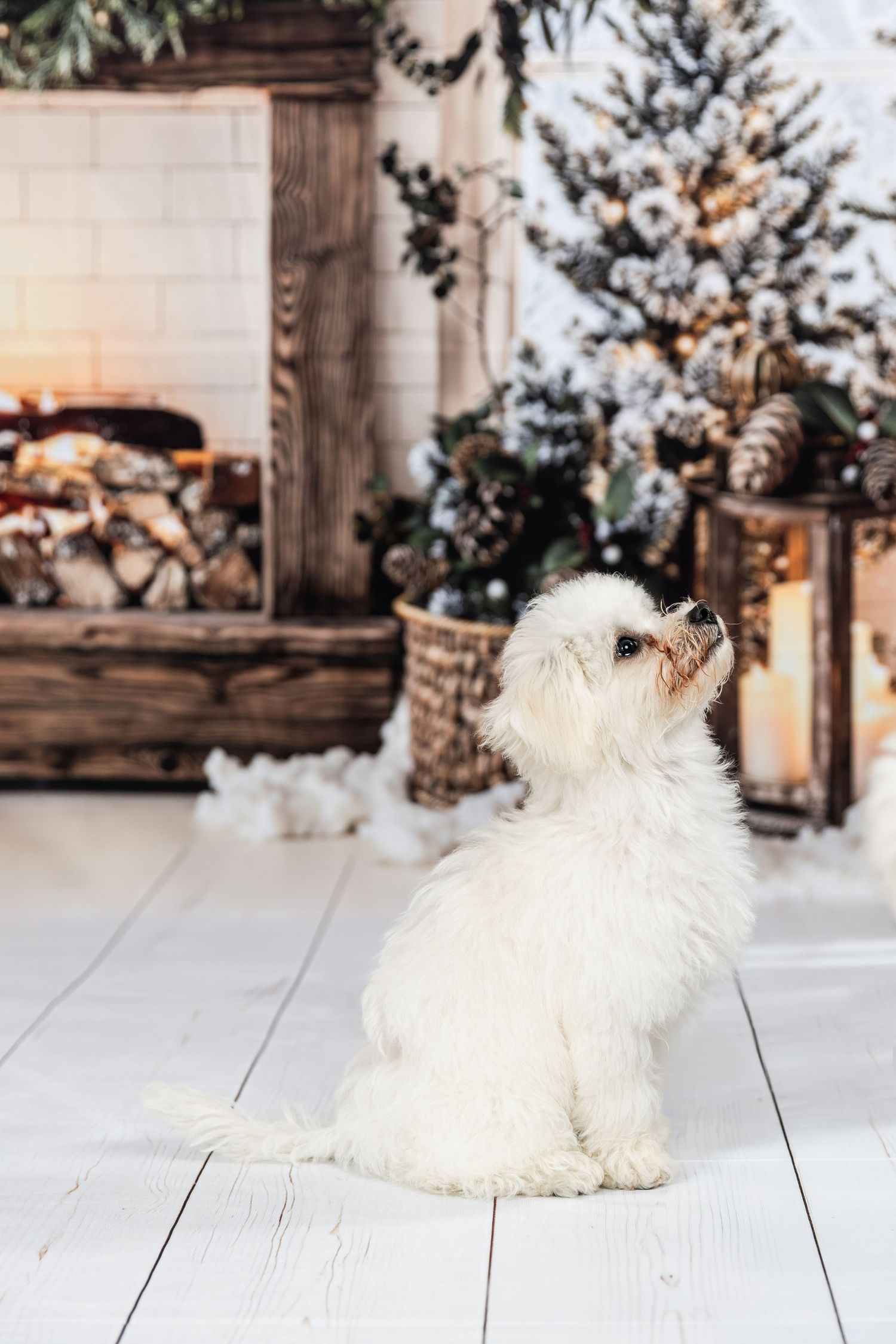 A fluffy white Maltese dog sits on white wooden floor beside a decorated Christmas tree and glowing fireplace.