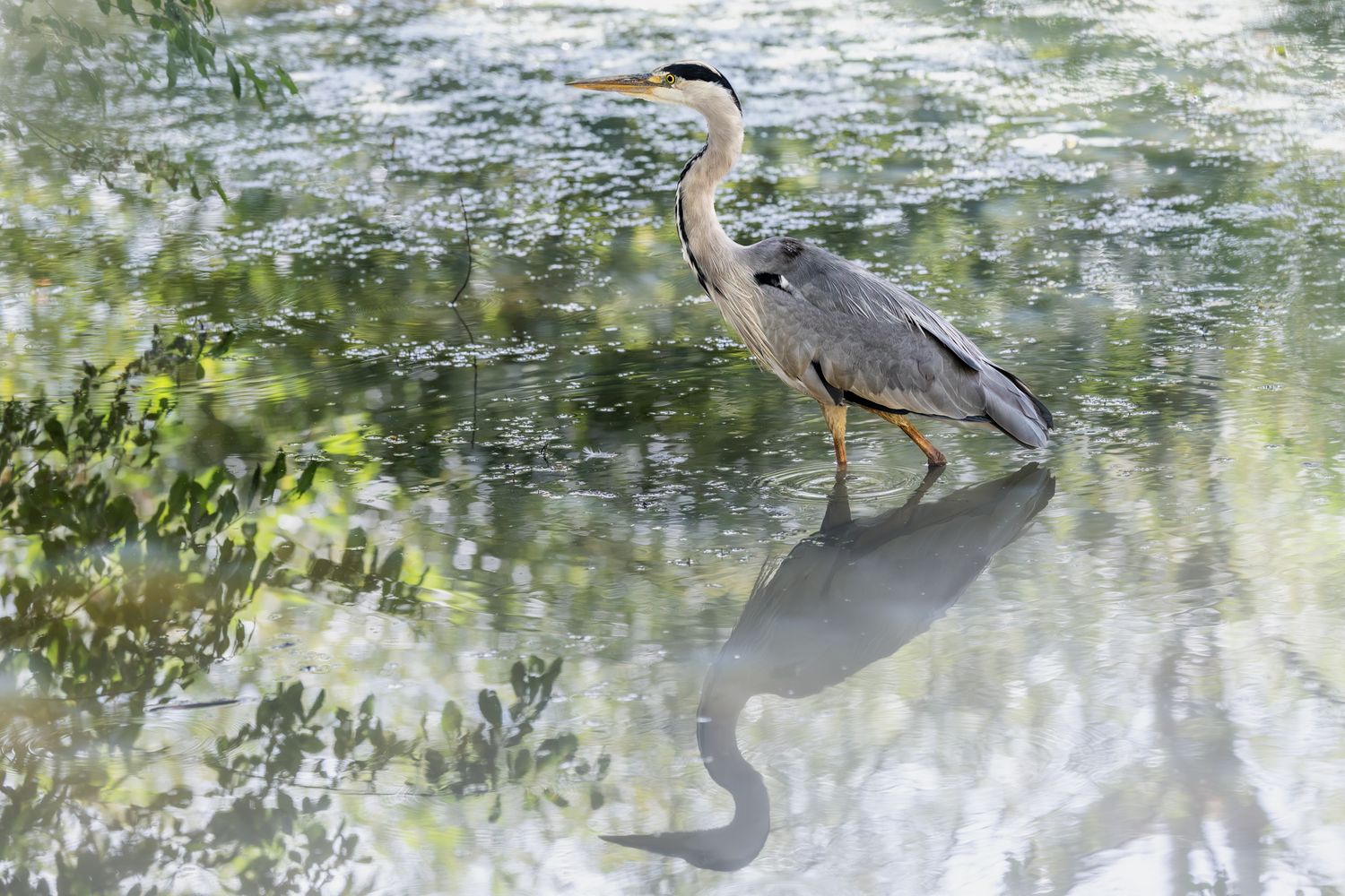 A great blue heron wading in shallow water with its reflection visible on the rippling surface.