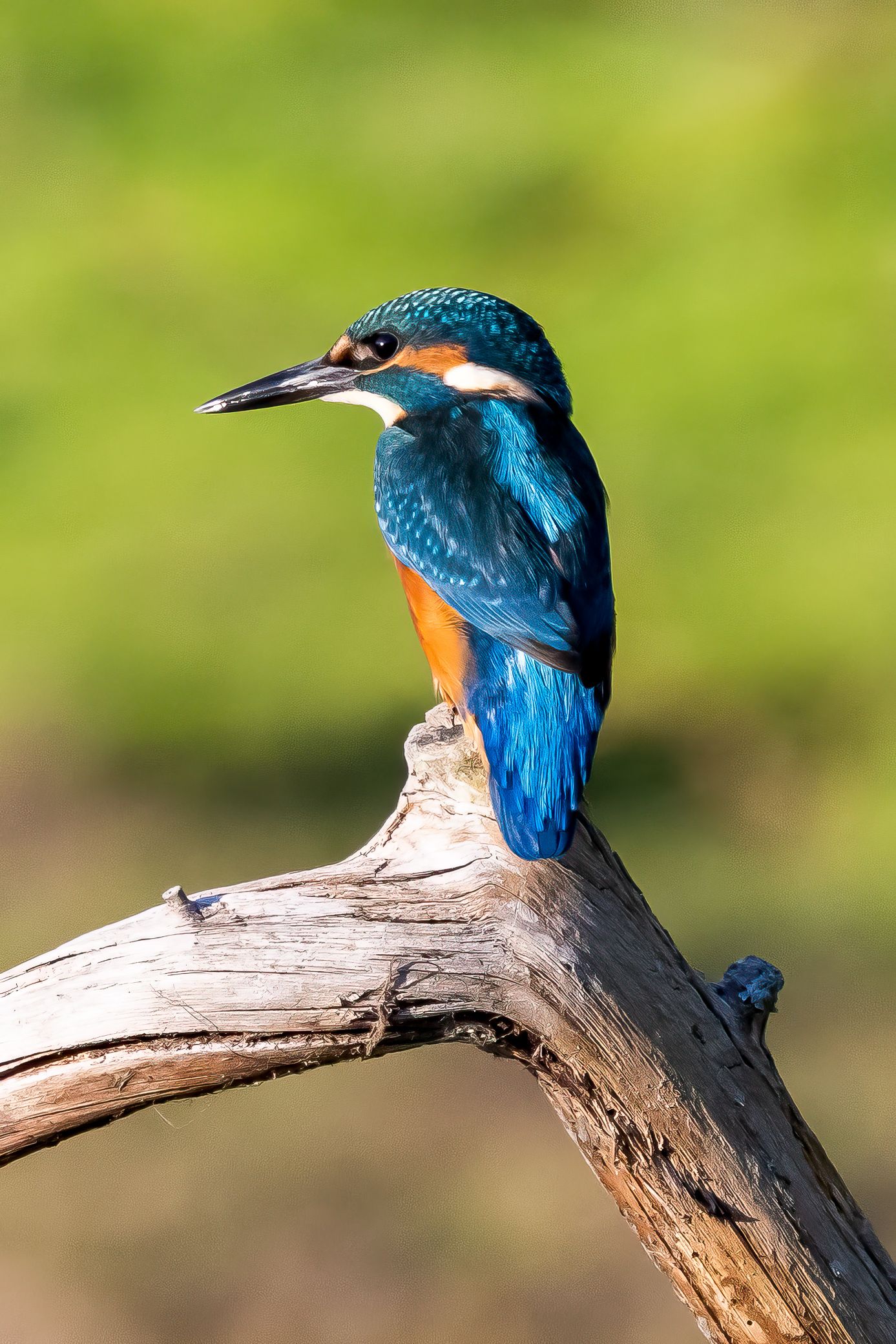 A vibrant kingfisher with blue and orange plumage perches on a weathered branch against a soft green background.