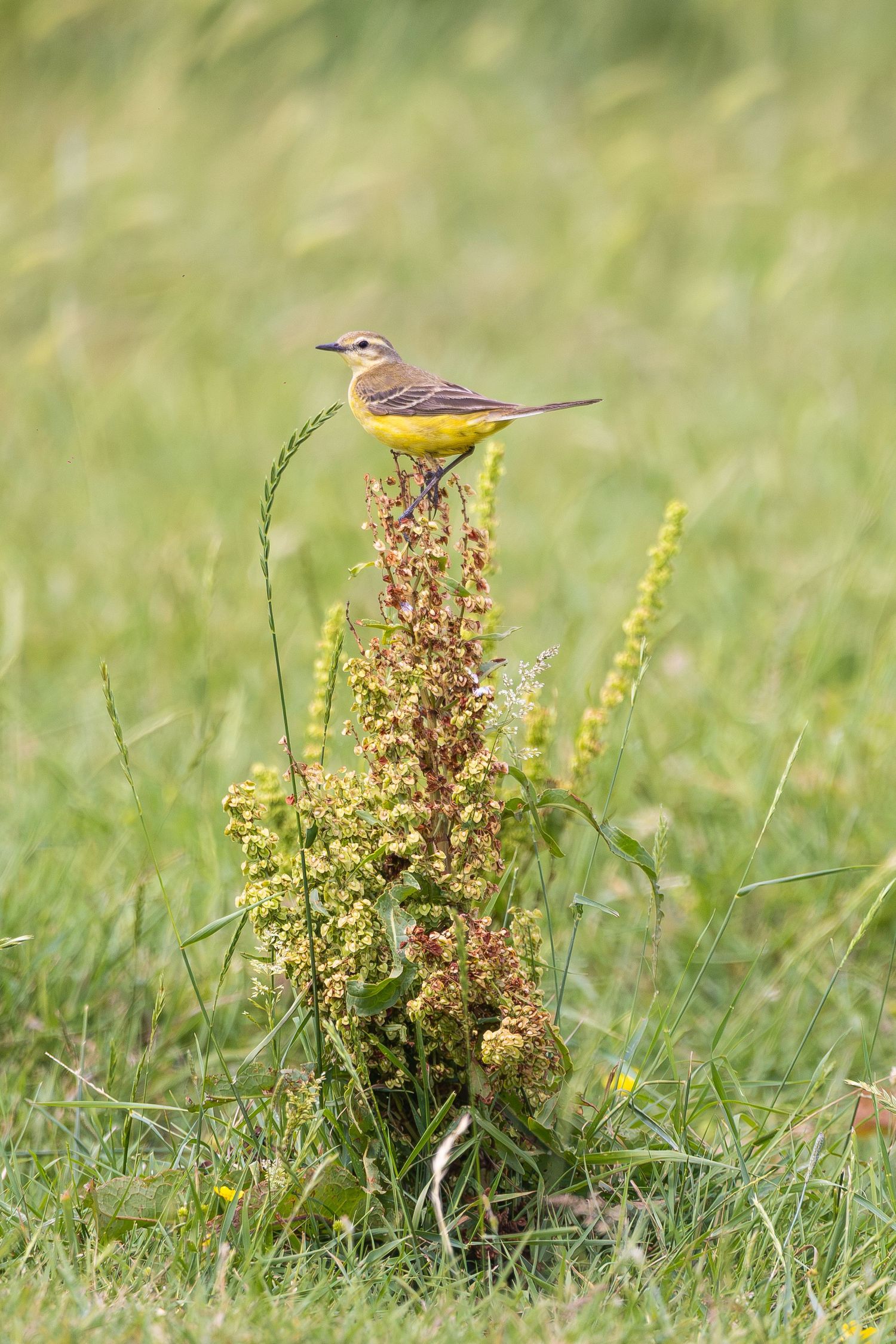 A yellow wagtail bird perched atop a wildflower plant in a lush green meadow.