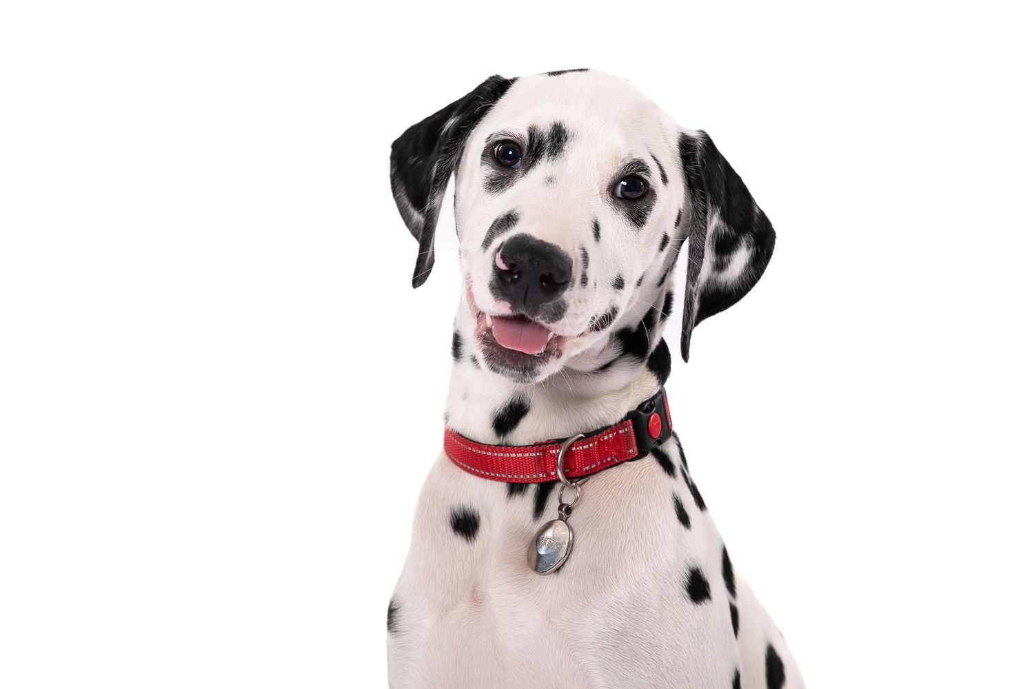 Cute Dalmatian puppy wearing a red collar sitting against a white background.