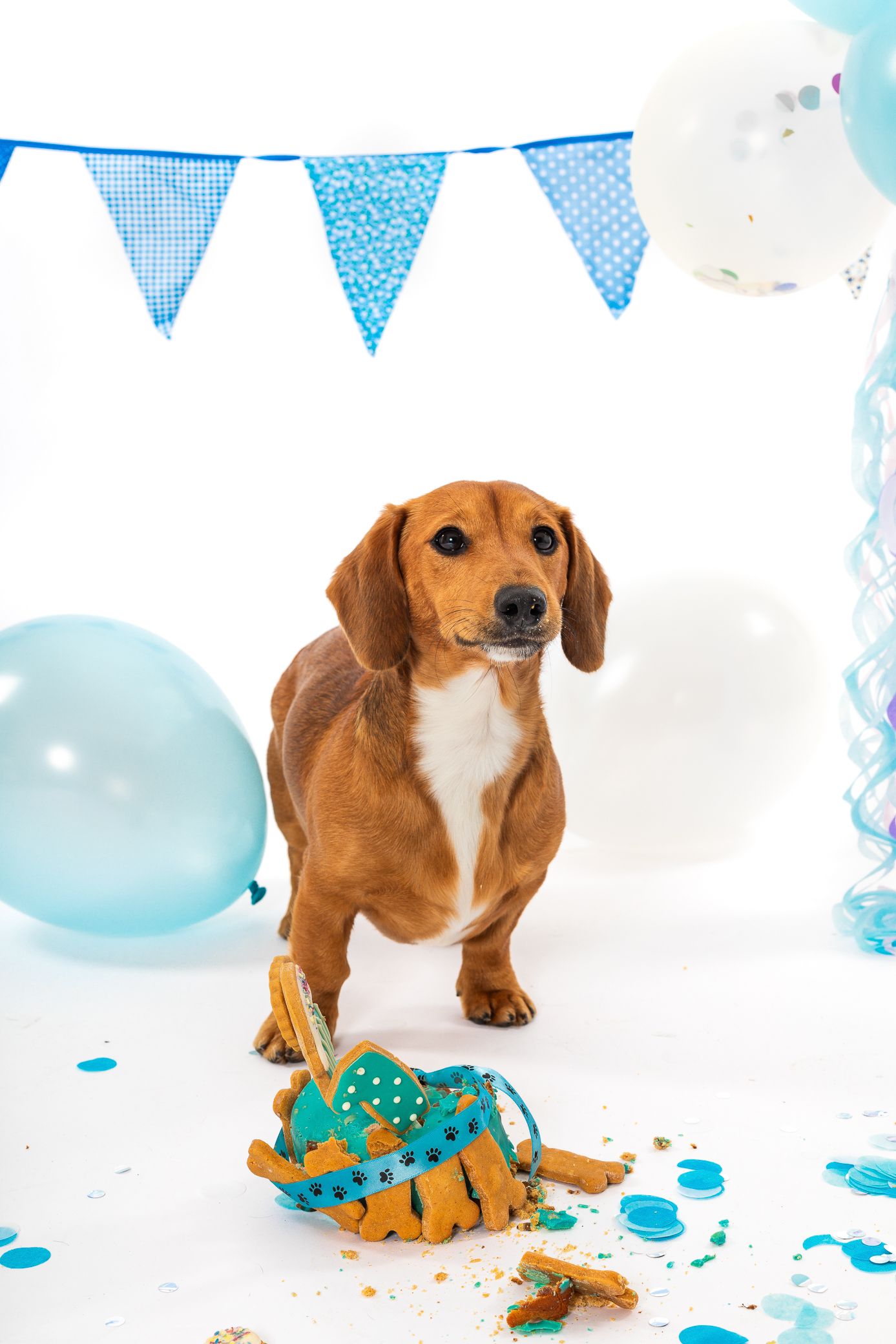 Dachshund dog standing by a smashed birthday cake with blue balloons and bunting on white background.