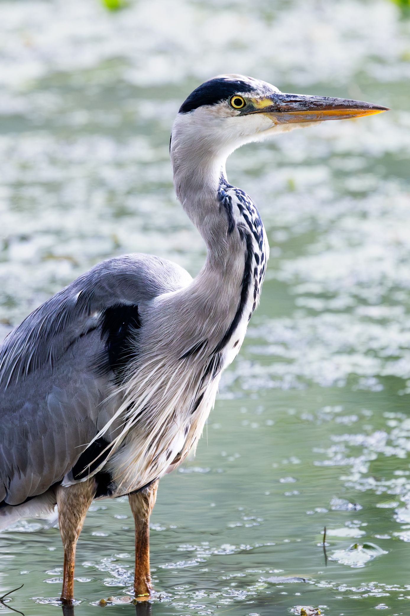 A grey heron standing in shallow water surrounded by lily pads, showcasing its elegant plumage and distinctive orange beak.