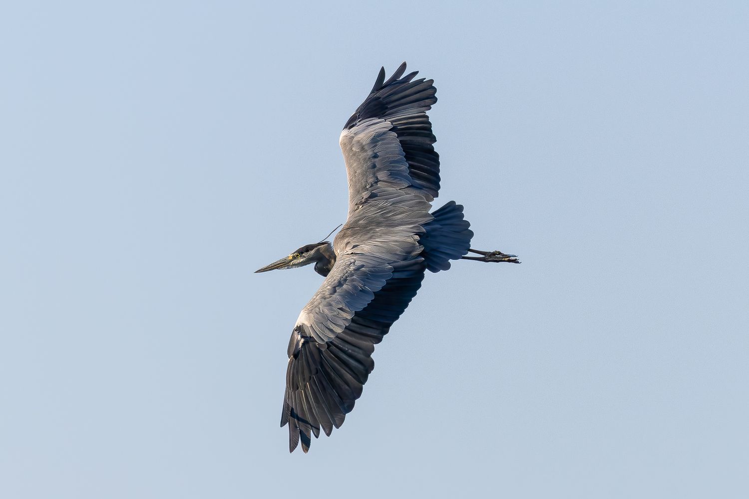 A great blue heron soars gracefully through a clear blue sky with wings fully spread.