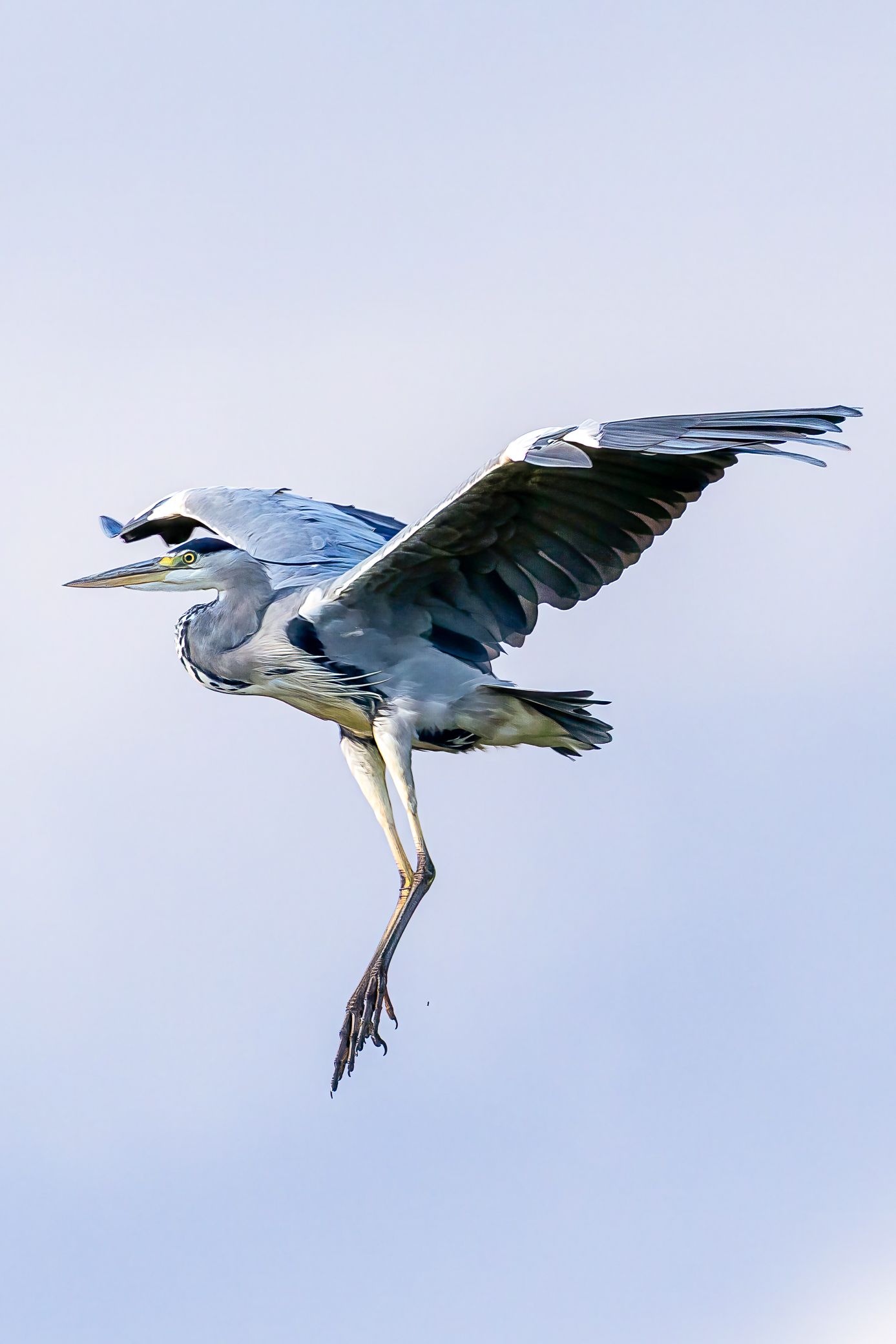 A great blue heron soars gracefully mid-flight against a pale blue sky, wings fully spread and legs dangling below.