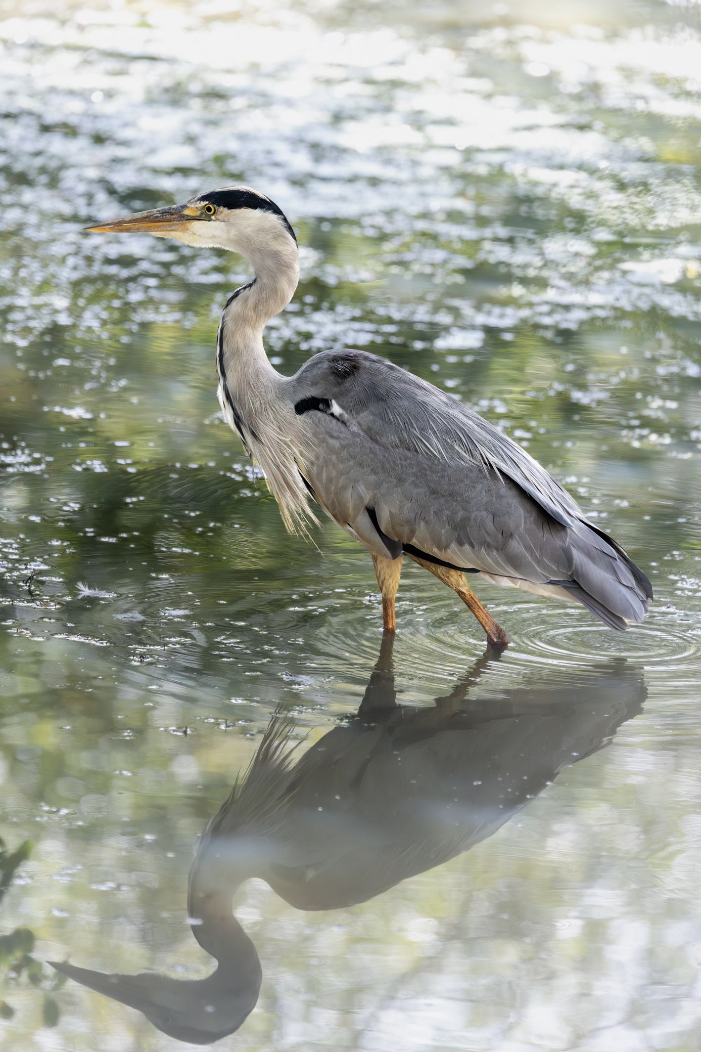 A great blue heron wading in shallow water with its reflection visible on the shimmering surface.