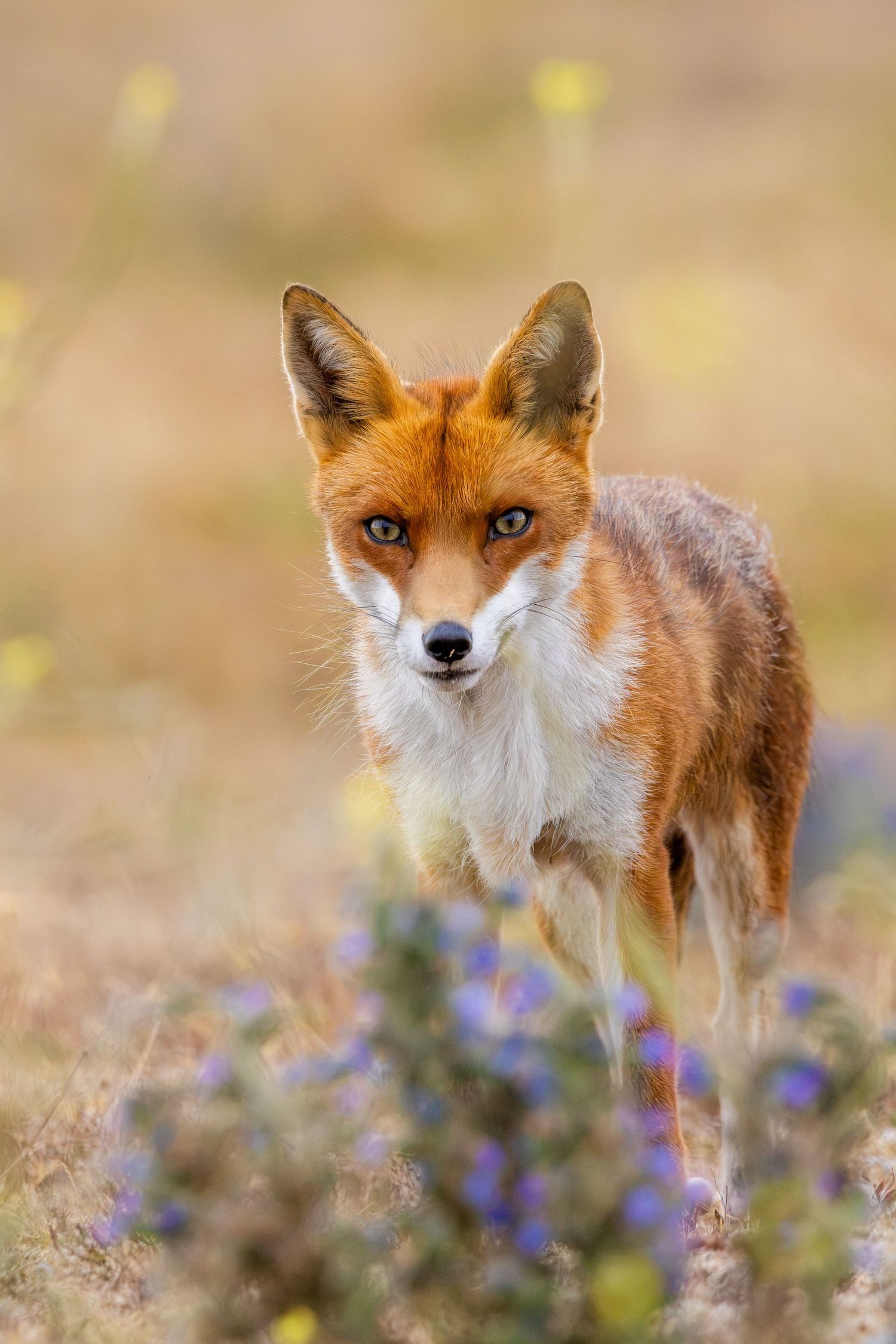 A vibrant red fox stands alert among wildflowers, gazing directly at the camera in a soft golden meadow.