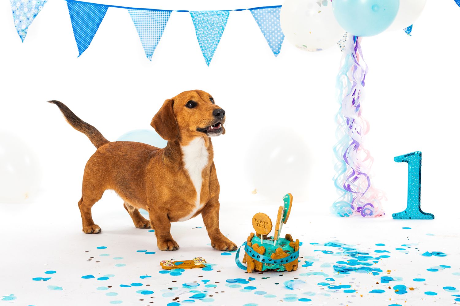 A golden dachshund puppy celebrates its 1st birthday with a small cake, blue bunting, balloons, and confetti on white background.