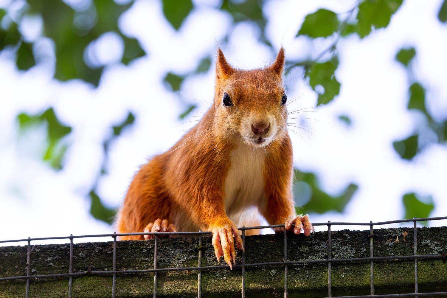 A curious red squirrel perched on a wire fence, looking directly at the camera with green leaves in the background.