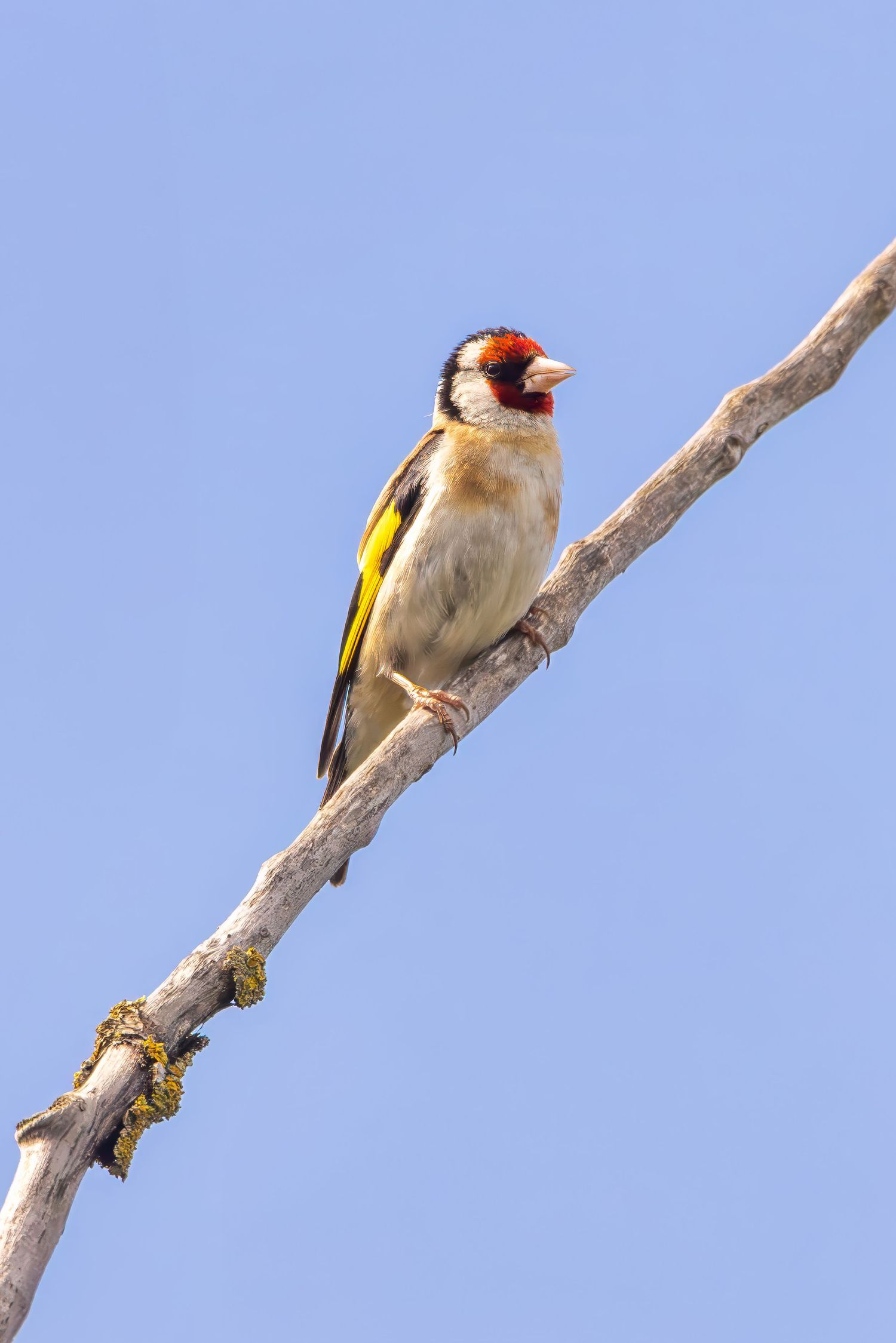 A vibrant European goldfinch with red face and yellow wing markings perches on a bare branch against a clear blue sky.