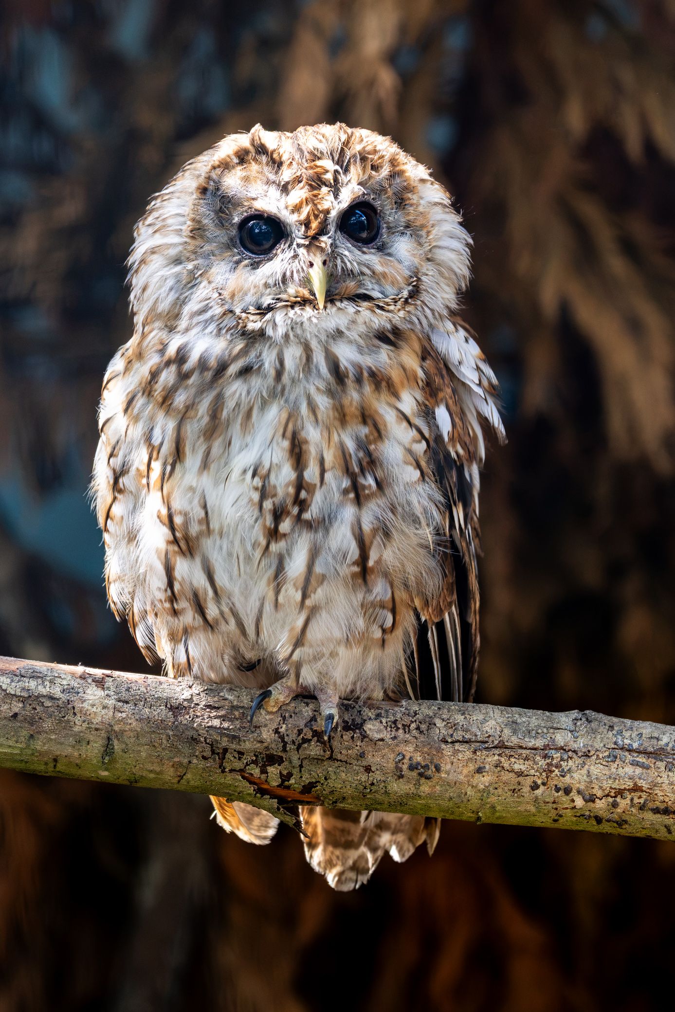 A tawny owl with brown and white speckled feathers perches on a branch, staring forward with dark eyes.