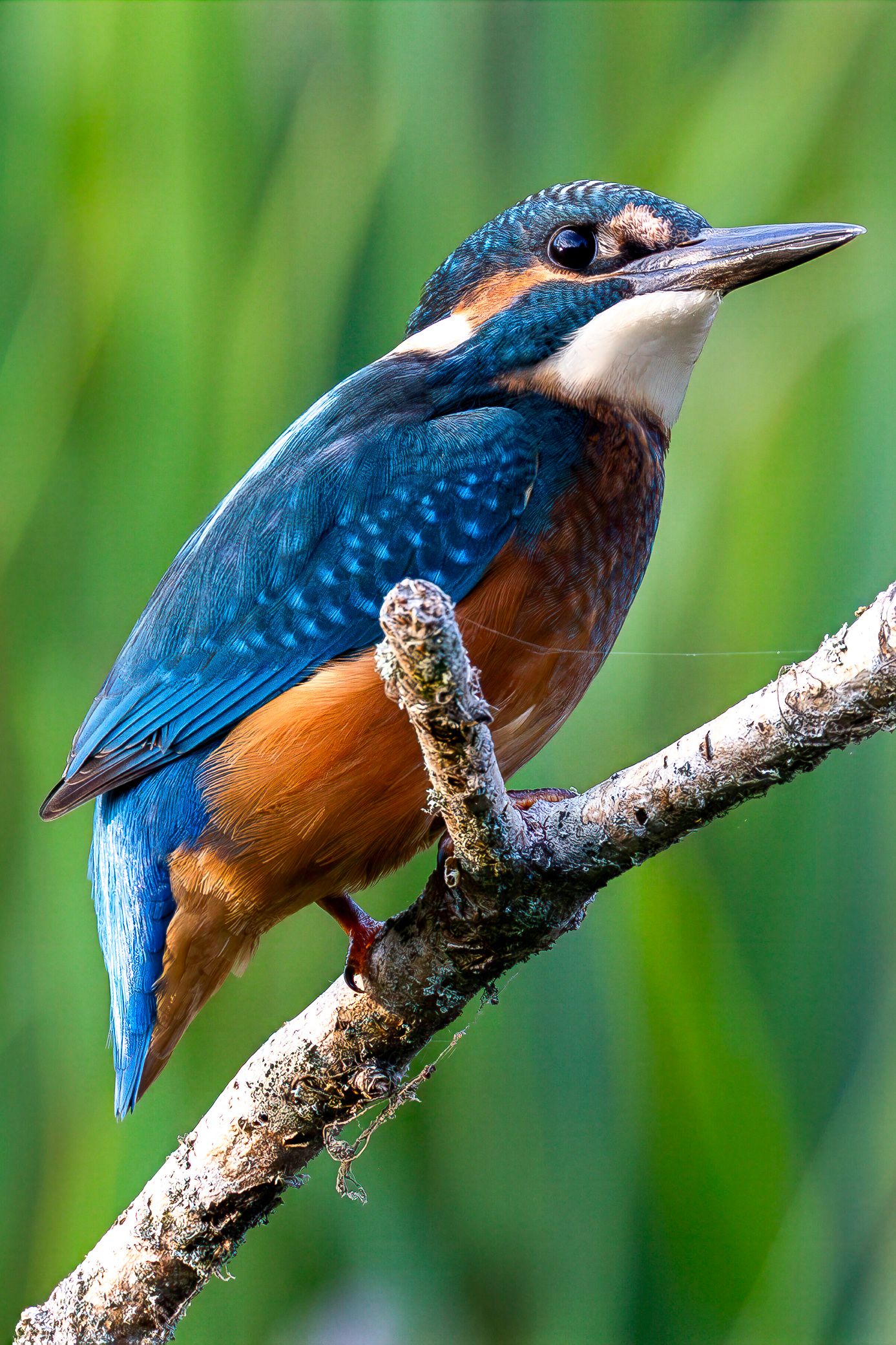 A vibrant common kingfisher with blue and orange plumage perched on a branch against a green background.
