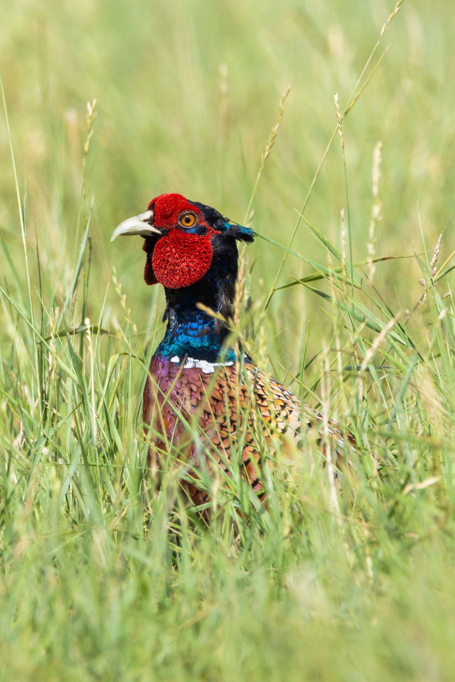 A vibrant male ring-necked pheasant with colorful plumage stands alert among tall green grass in a meadow.