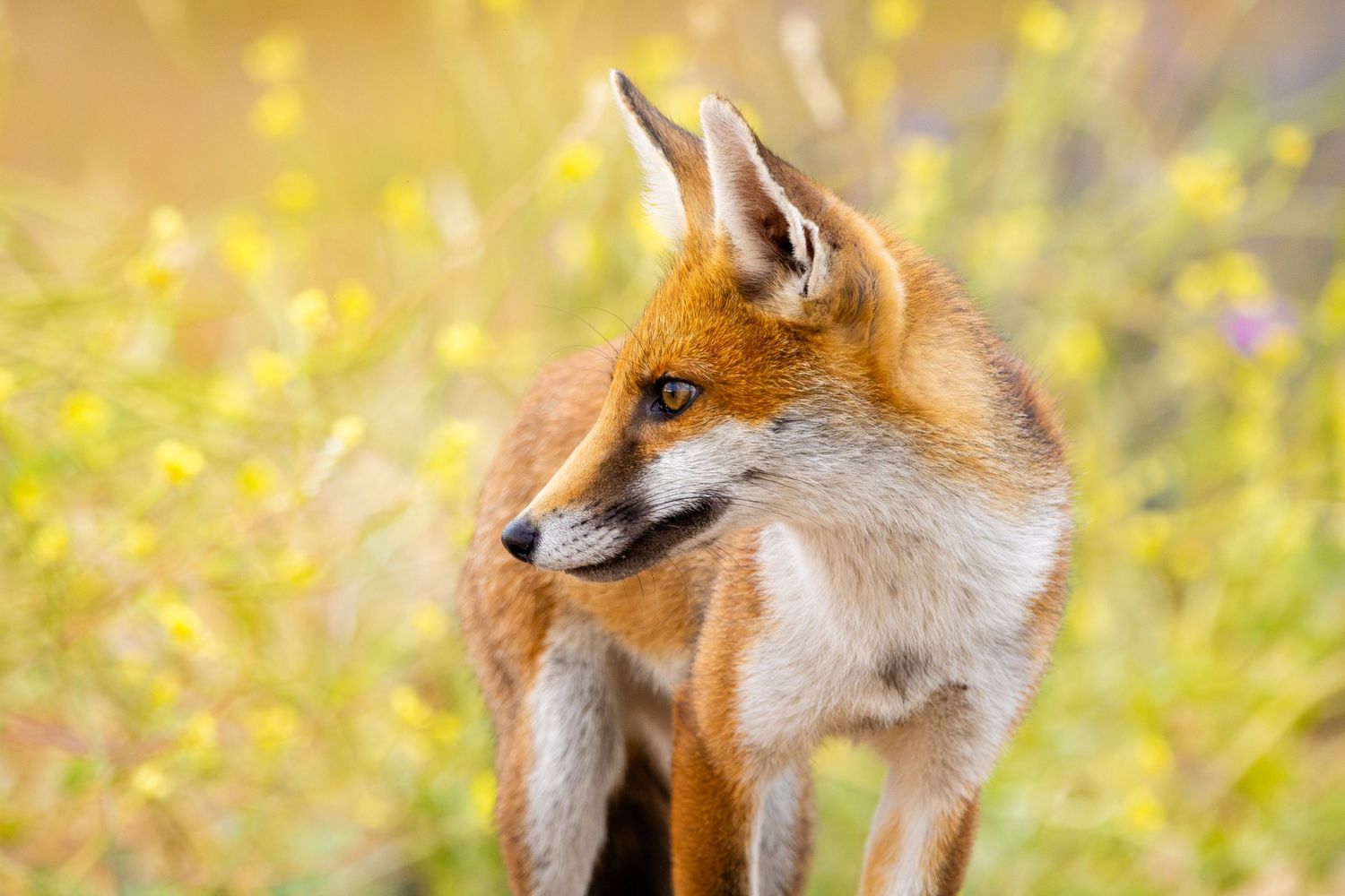 A red fox with orange fur stands alert among yellow wildflowers in a sunny meadow.