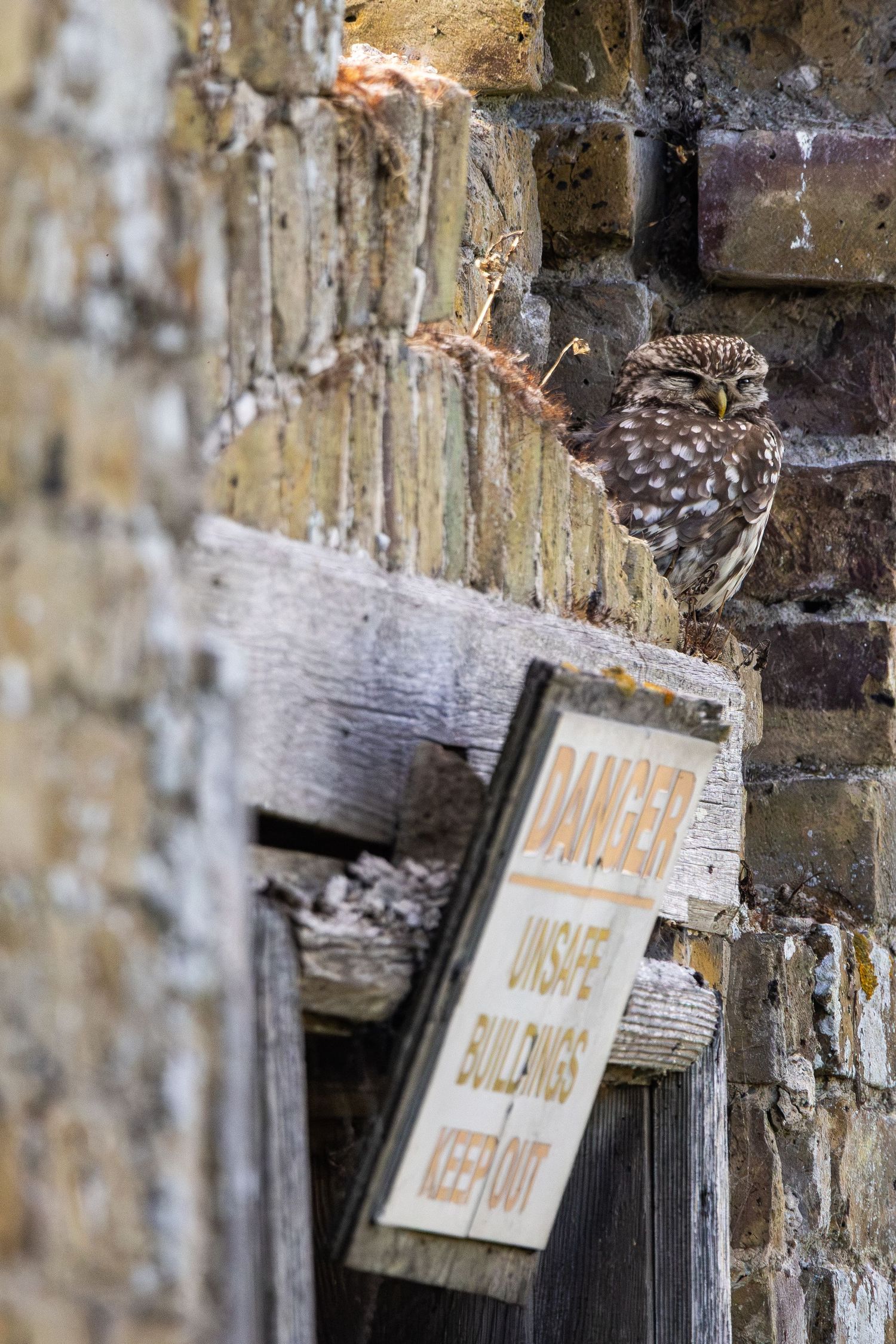 A little owl perched on a weathered wooden door frame beside a Danger Unsafe Buildings Keep Out sign on a brick wall.