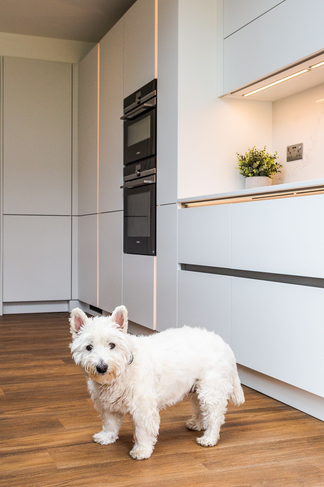 White West Highland Terrier standing in a contemporary kitchen with grey handleless cabinets.